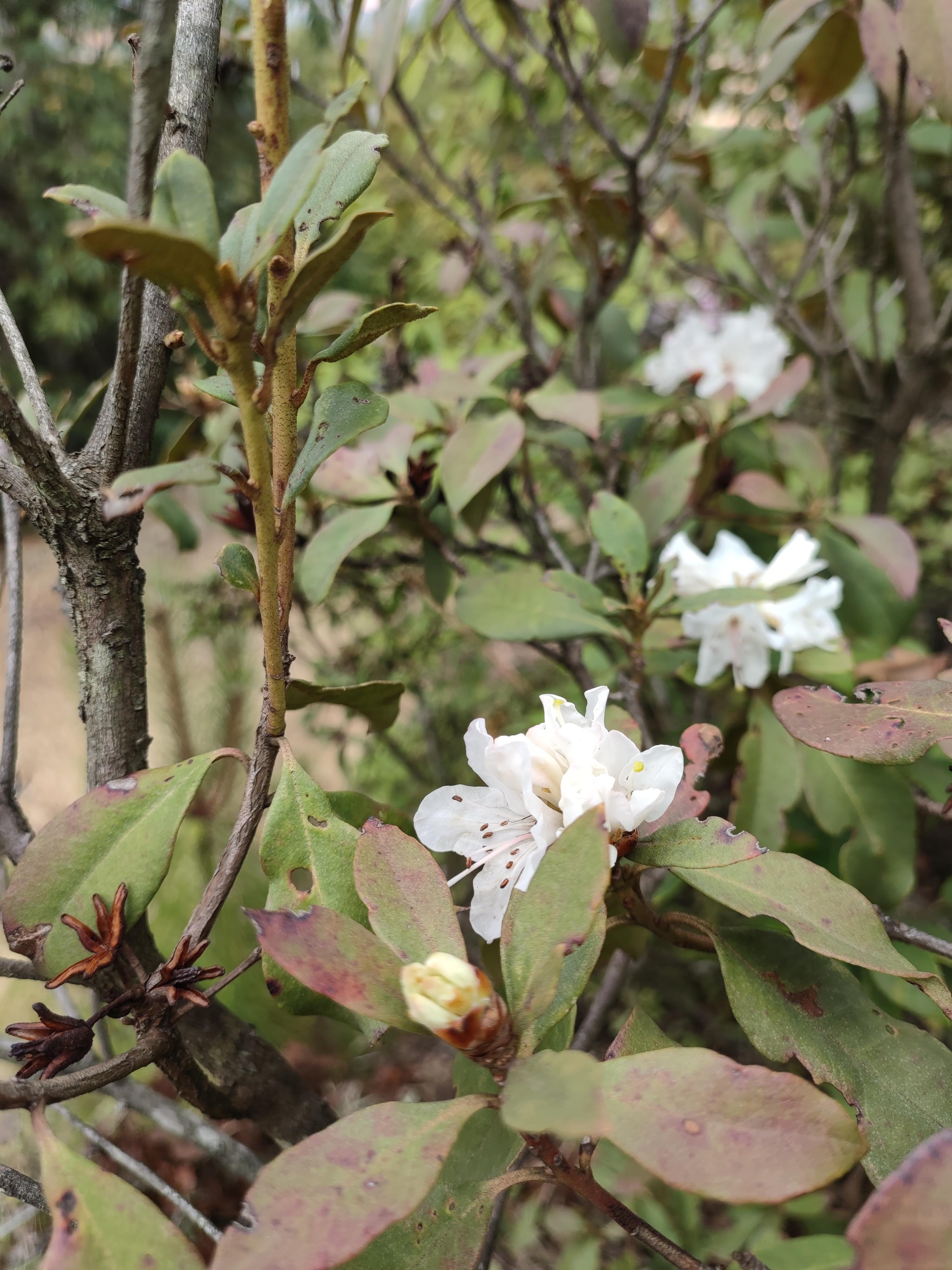 水彩画日志四锈叶杜鹃今天画的是今年夏天上山捡菌时拍到的一种野生