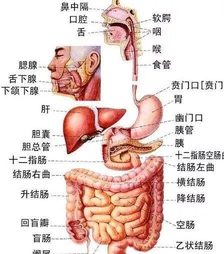 男性身体图腹部图片