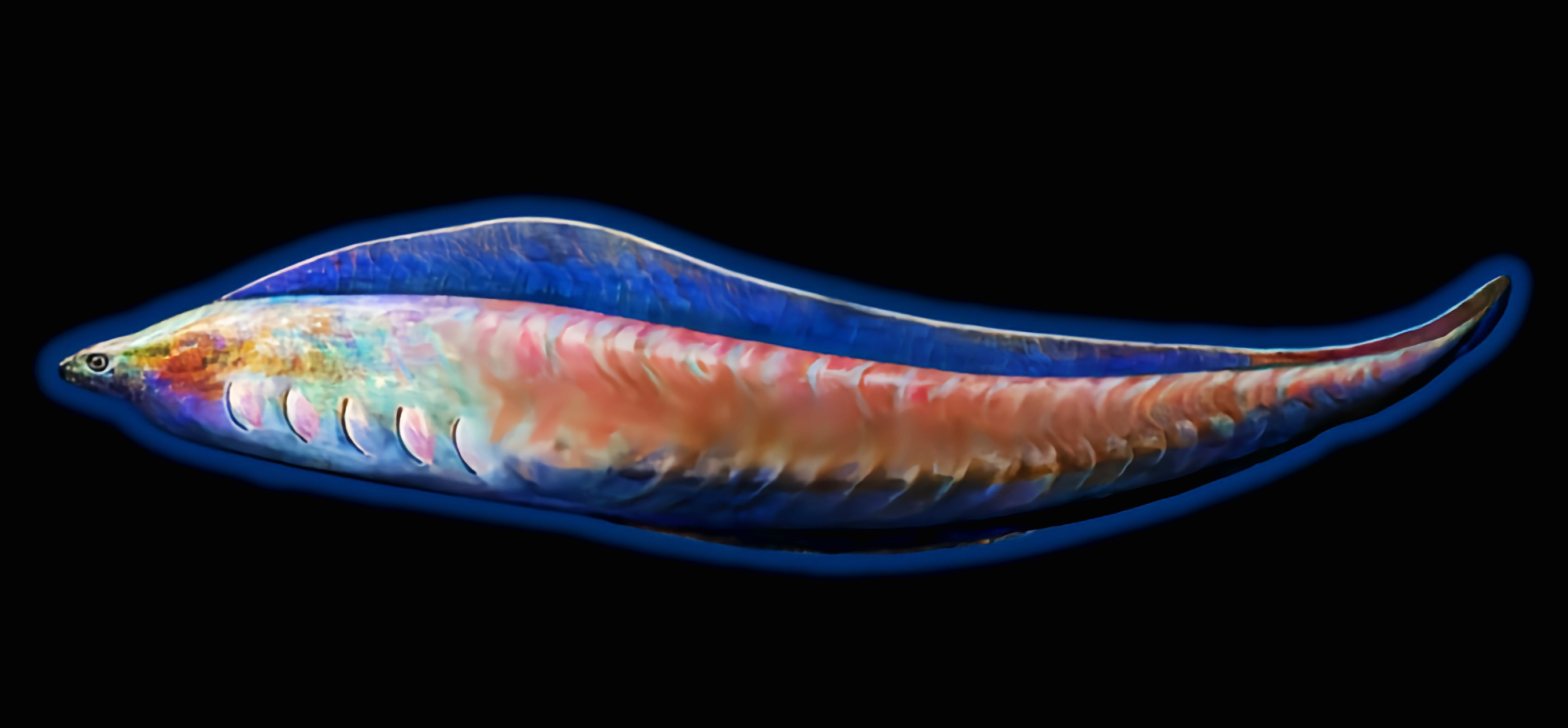 云安之城 的想法: 远古生物探秘——丰娇昆明鱼 | 丰娇昆明鱼是一种