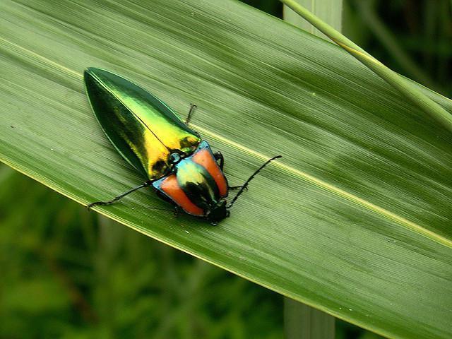 green 的想法: 这是跟非常好玩的一种虫 | 磕头虫是鞘翅目叩头虫科