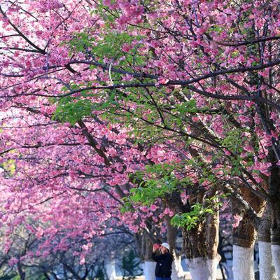 无违旅行 的想法: 2024年大理大学古城校区樱花,如何去欣赏樱花美景?