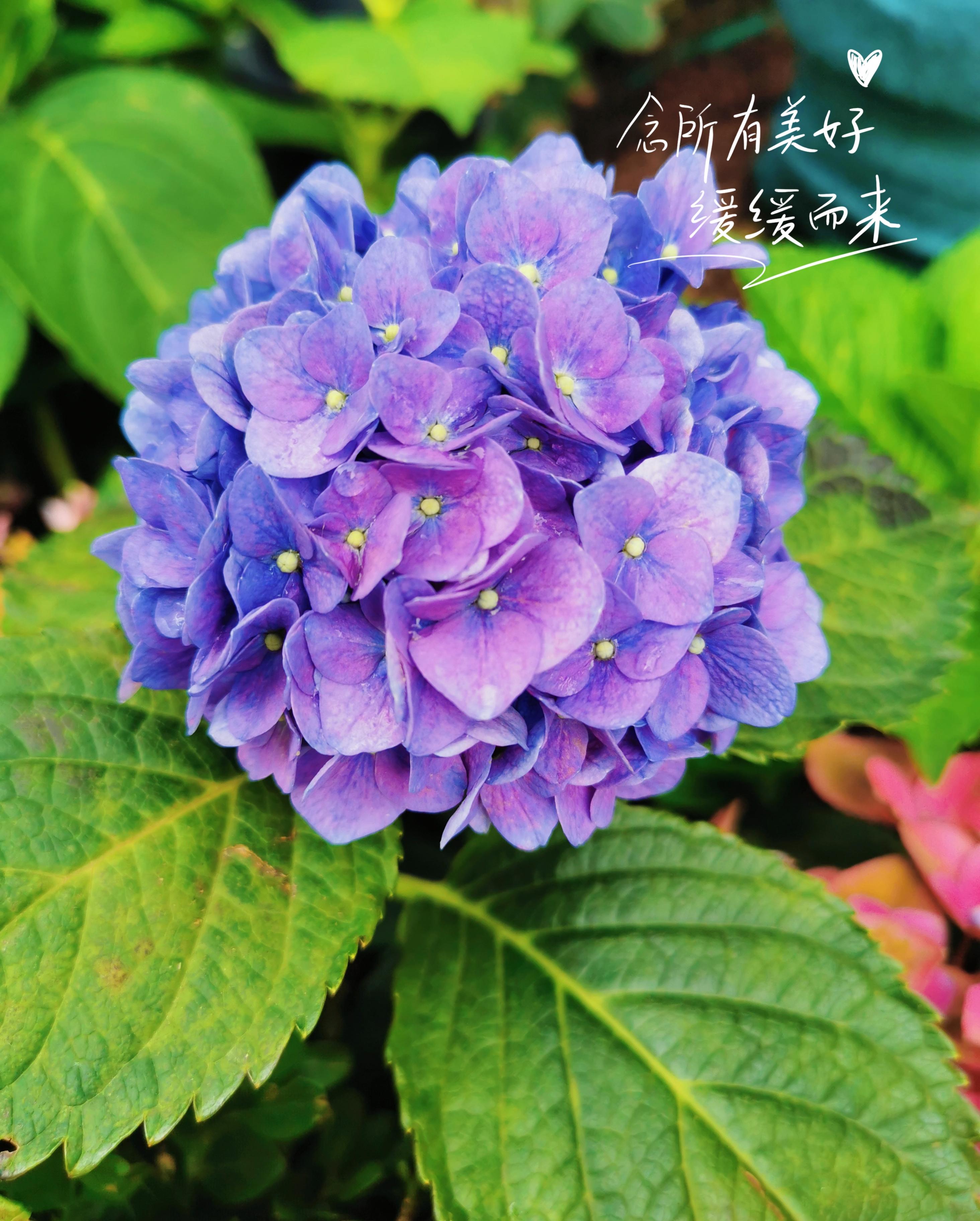 陈陈 的想法 喜欢花花草草