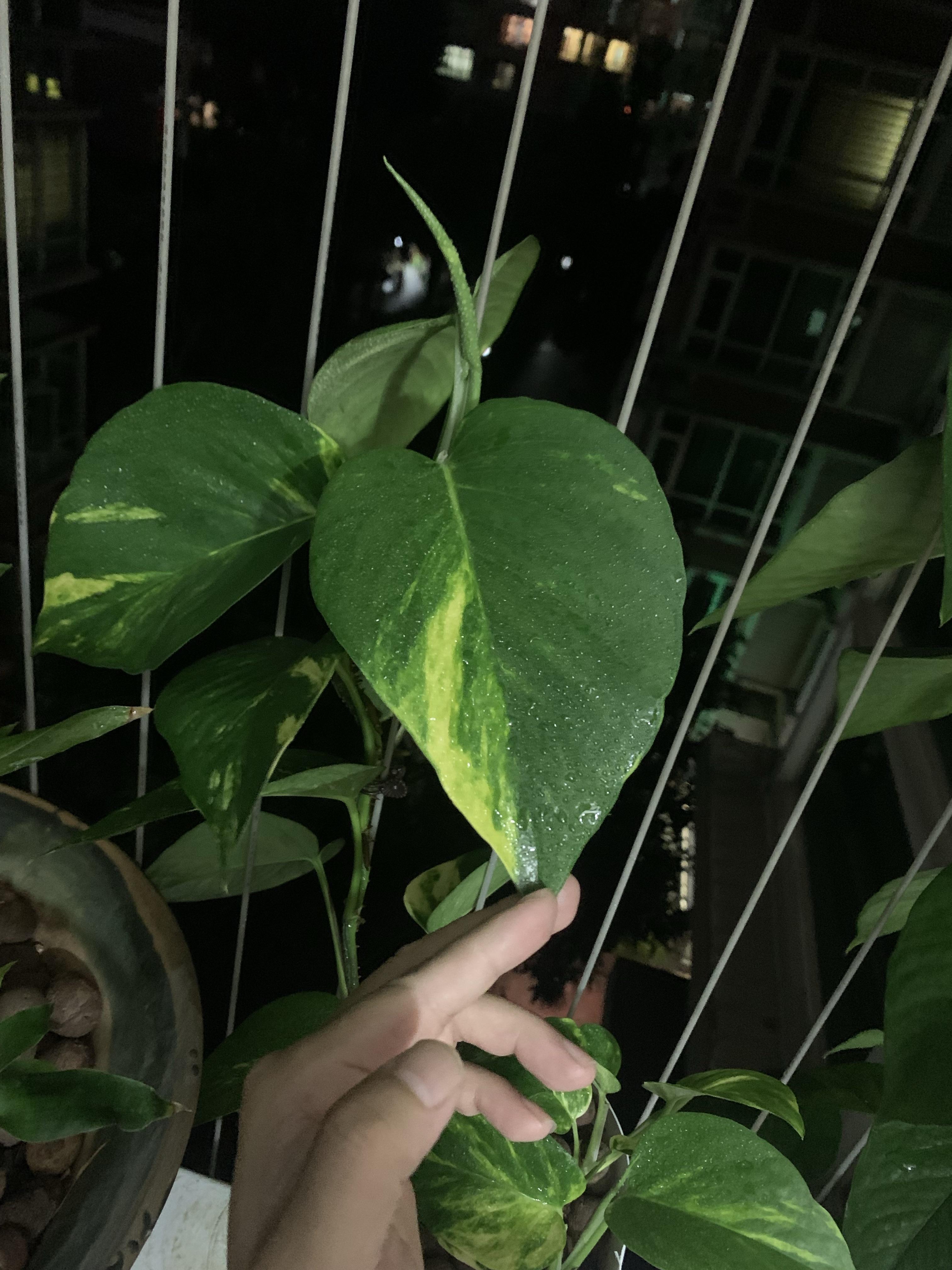 在老房子里剪了几个绿萝枝条又在路边扯了几根锦叶绿萝杄插土培