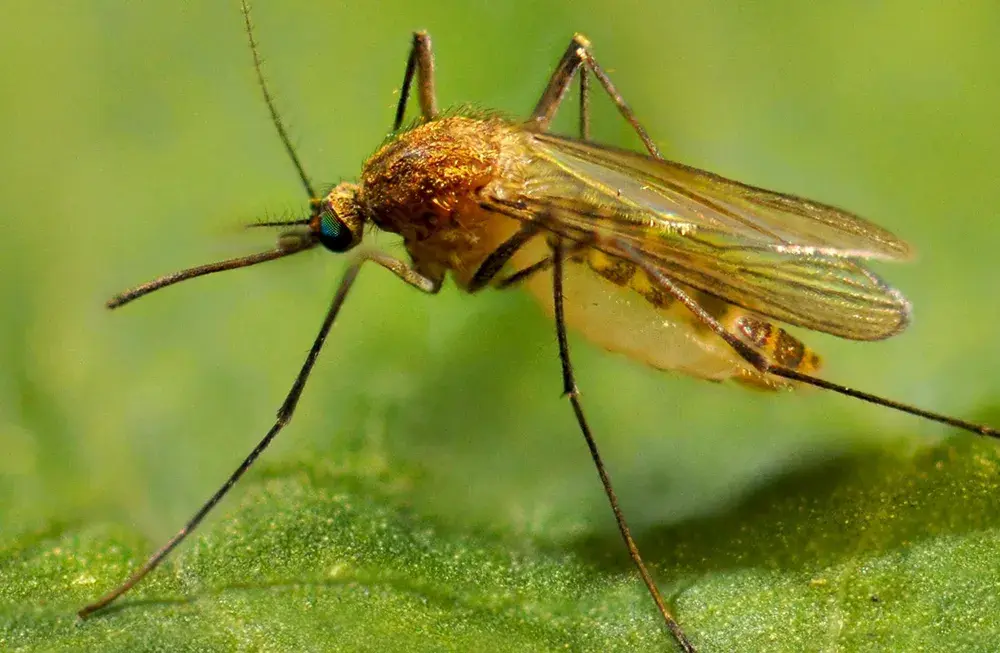 三眼乌鸦 的想法: 全球最广泛分布的疾病媒介：尖音库蚊（Common house mosquito /家蚊） | 尖音库蚊复合体（Culex ...