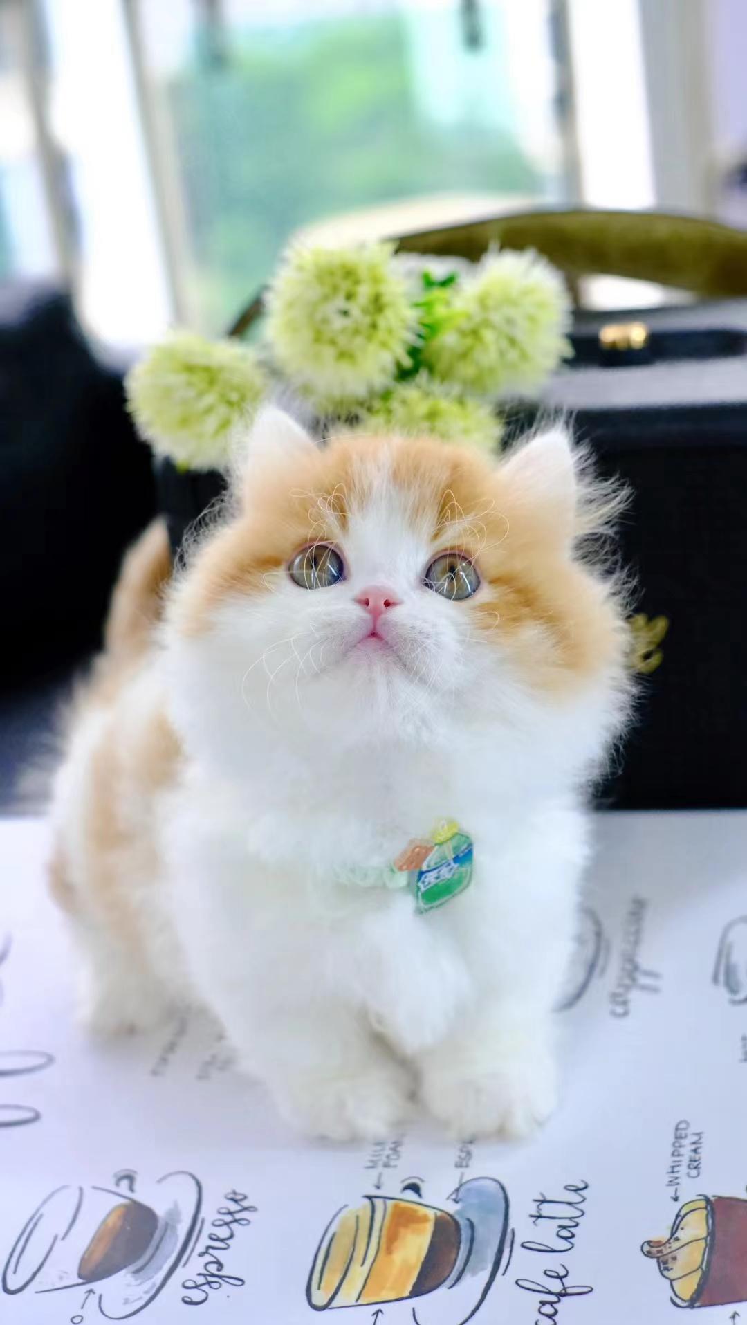 大觉 的想法: 橘白拿破仑矮脚猫猫 | 是只弟弟,好可爱 br>jiojio贴地