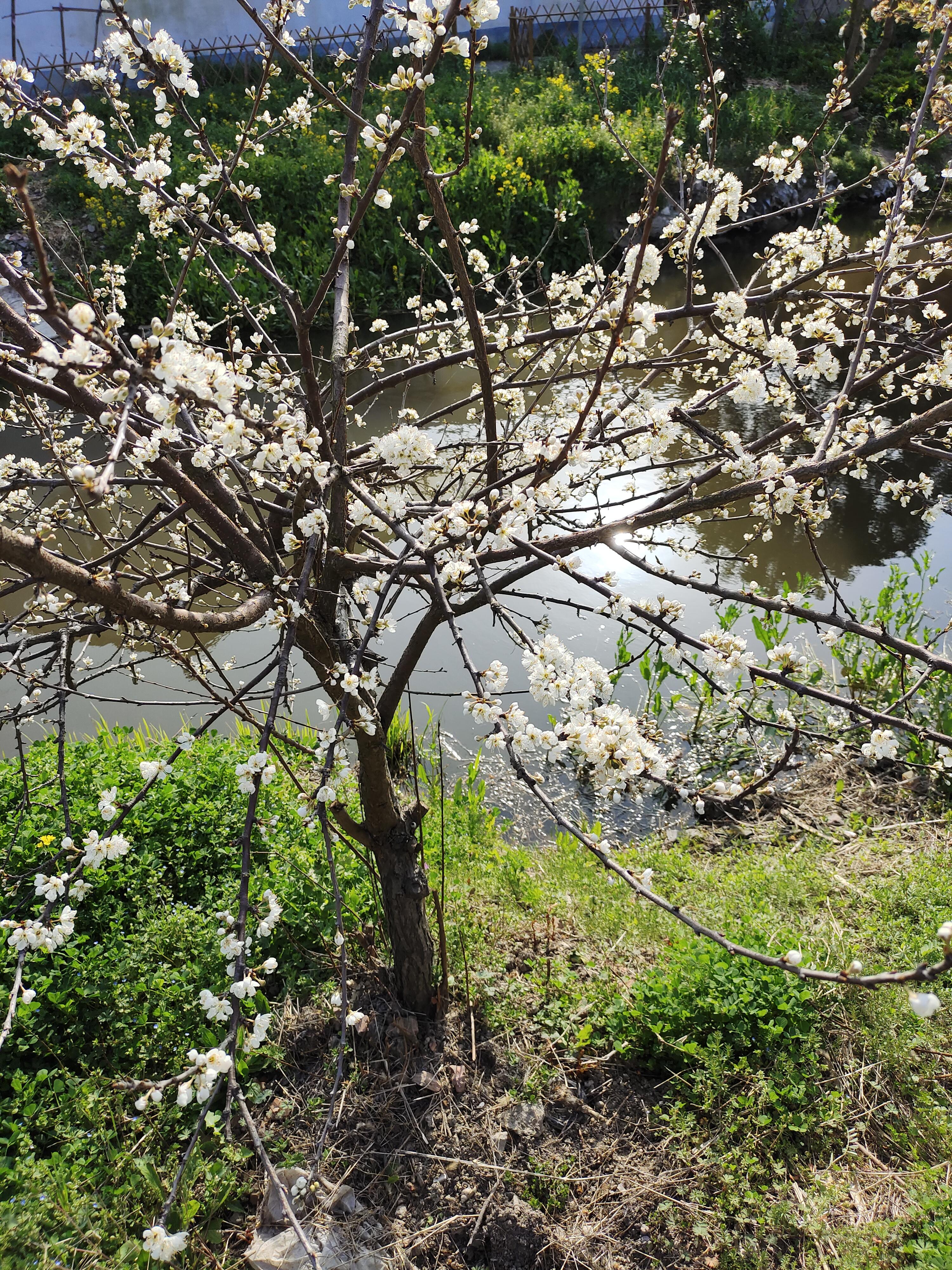 广州春节花市所见画图片