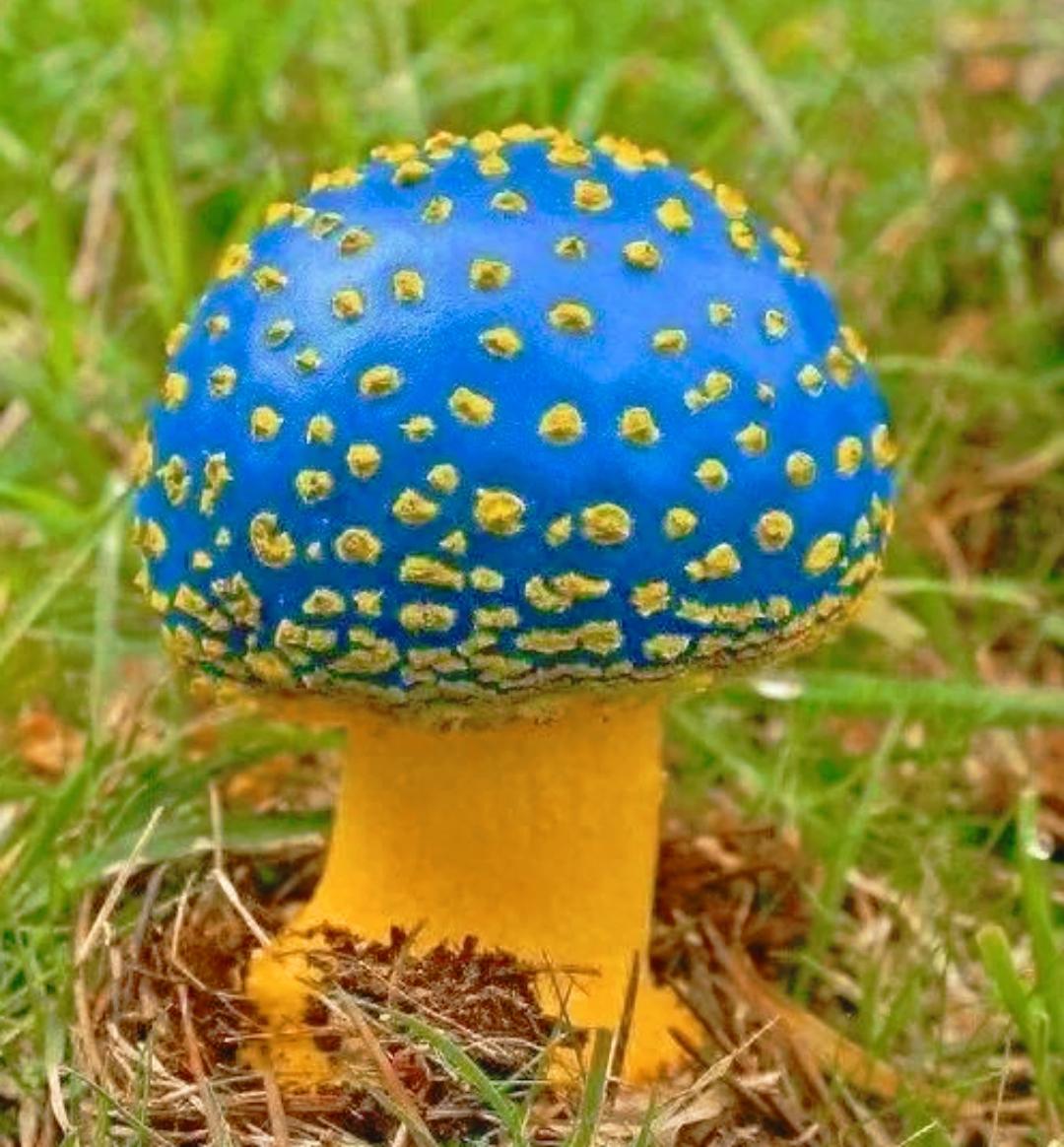 毒蘑菇～蓝帽菌变种