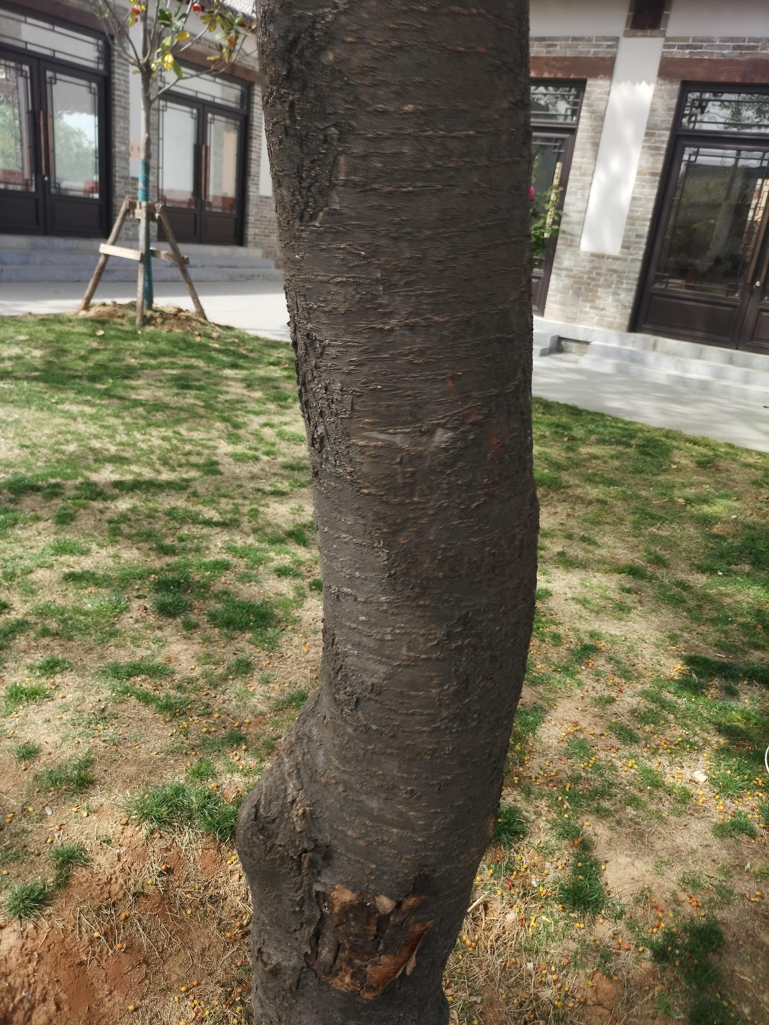 鸡兔同笼 的想法: 樱桃