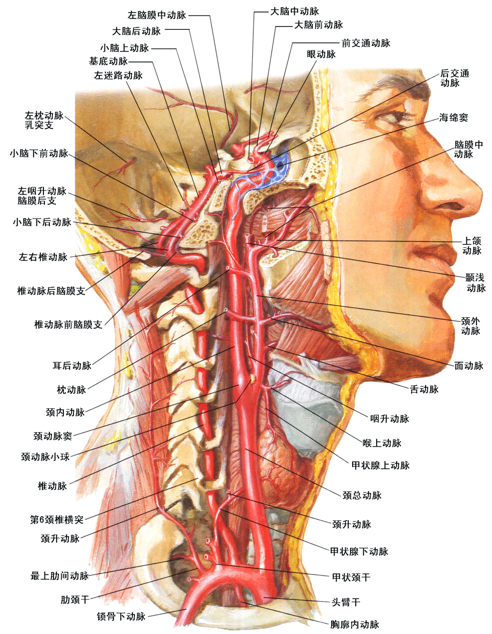 青年医生 的想法: 颈部血管