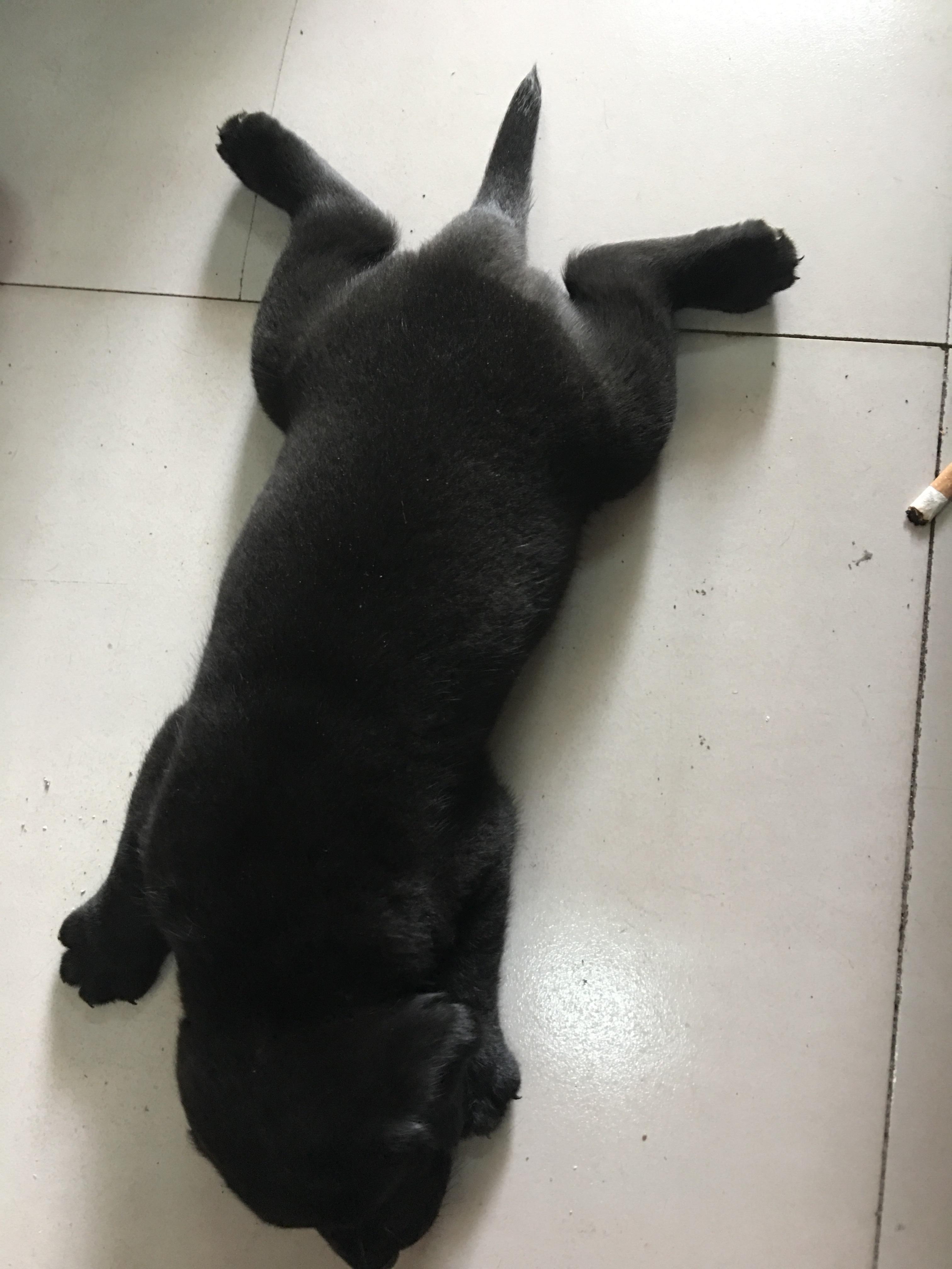 纯黑色拉布拉多犬图片