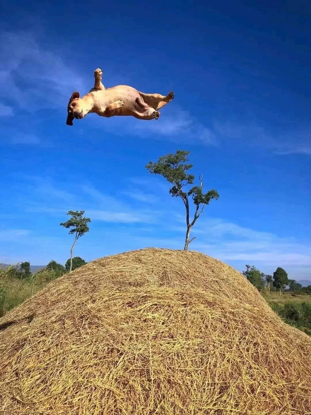 小鲸鱼 的想法: 飞起来的小狗