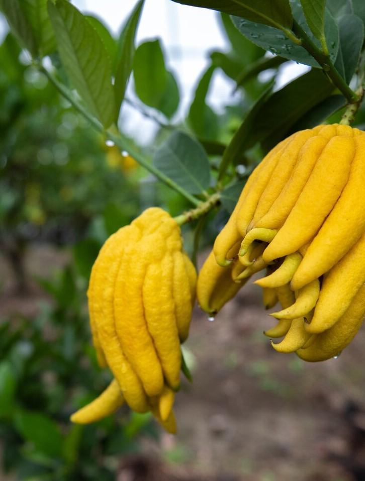 植物知乎 的想法: 中草药:佛手