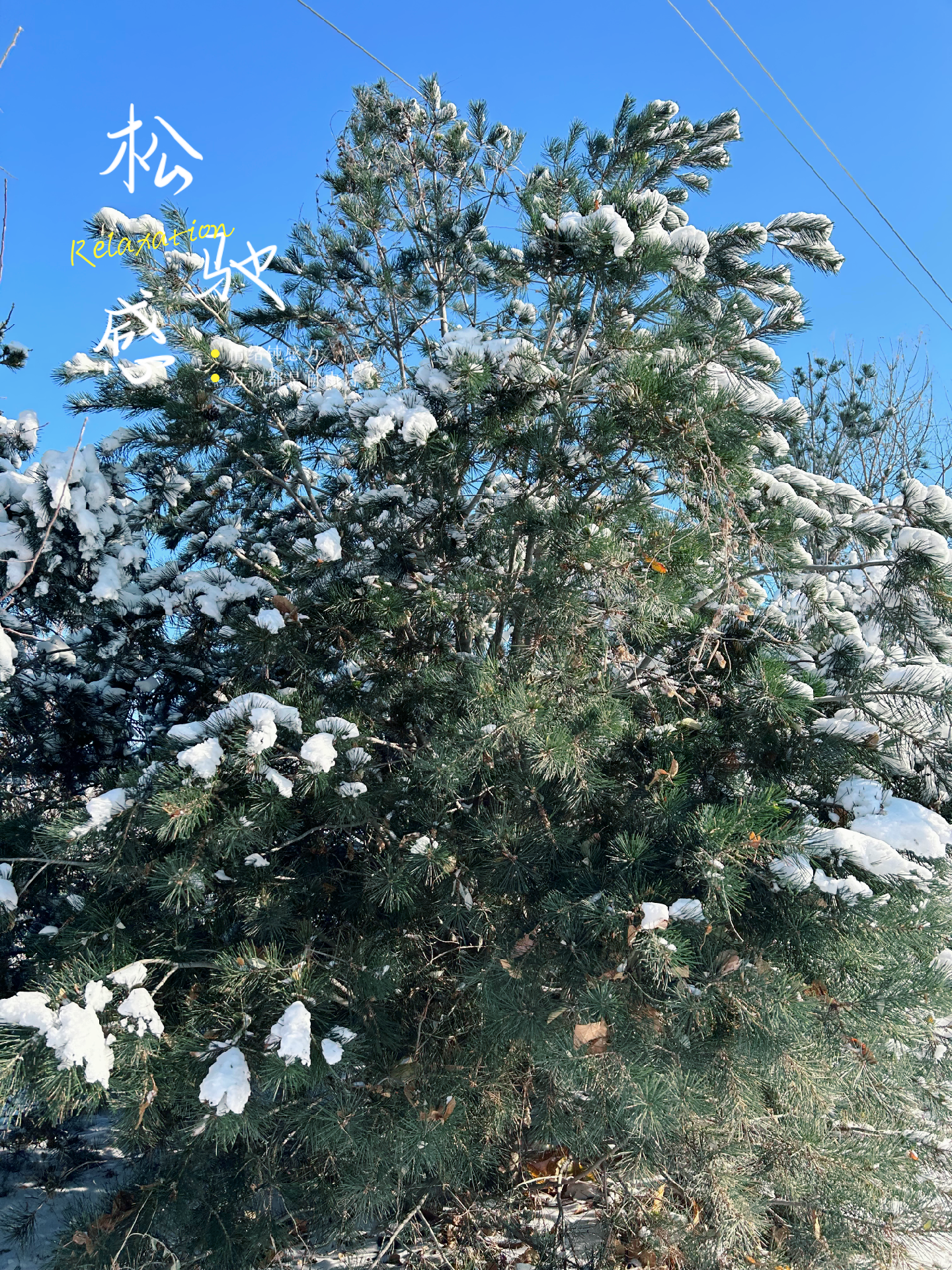 心心 的想法: 雪后清晨 | 90年度照片:雪后暖阳下的美景 br>92