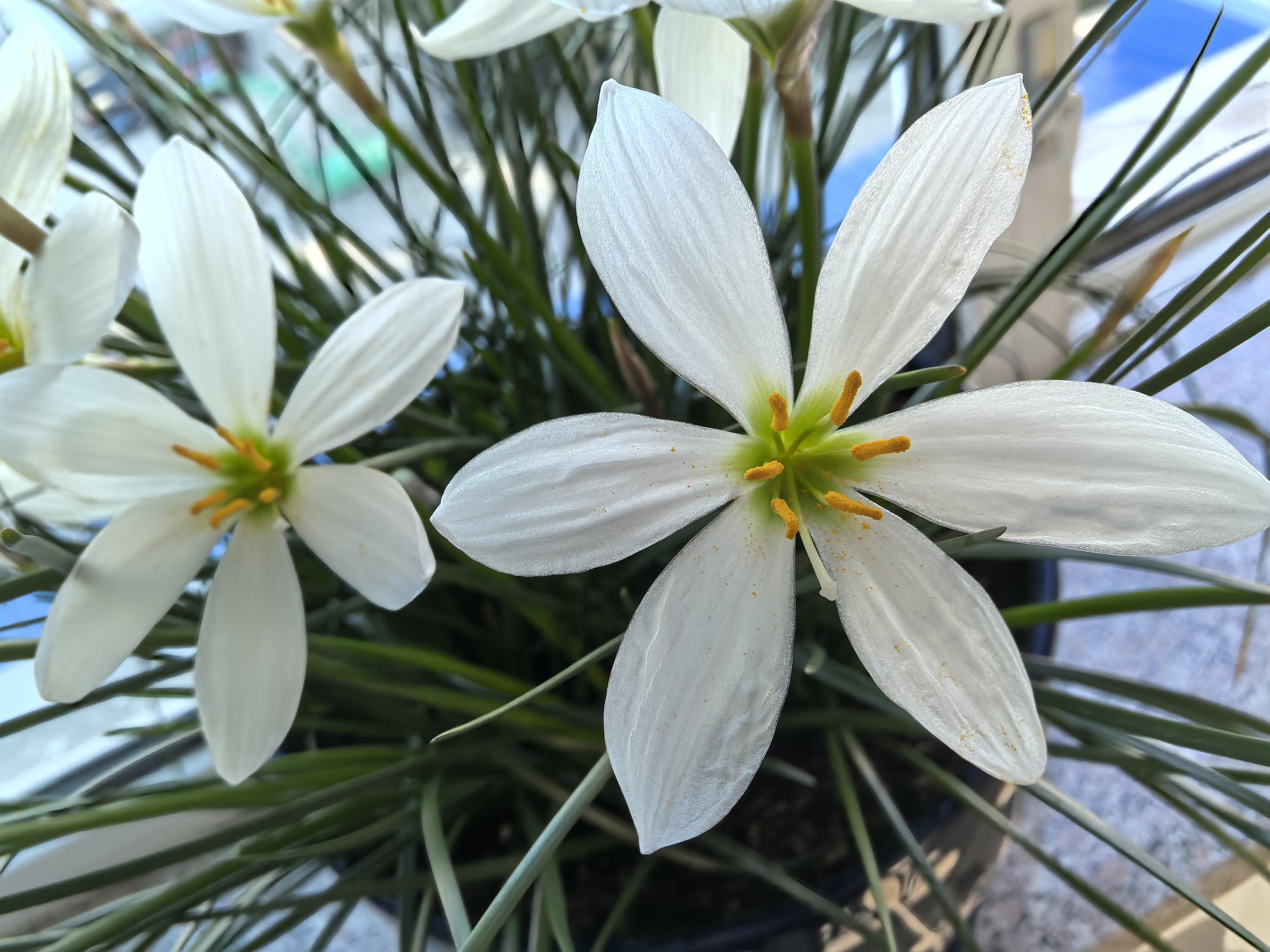 小五 的想法: 白色兰花