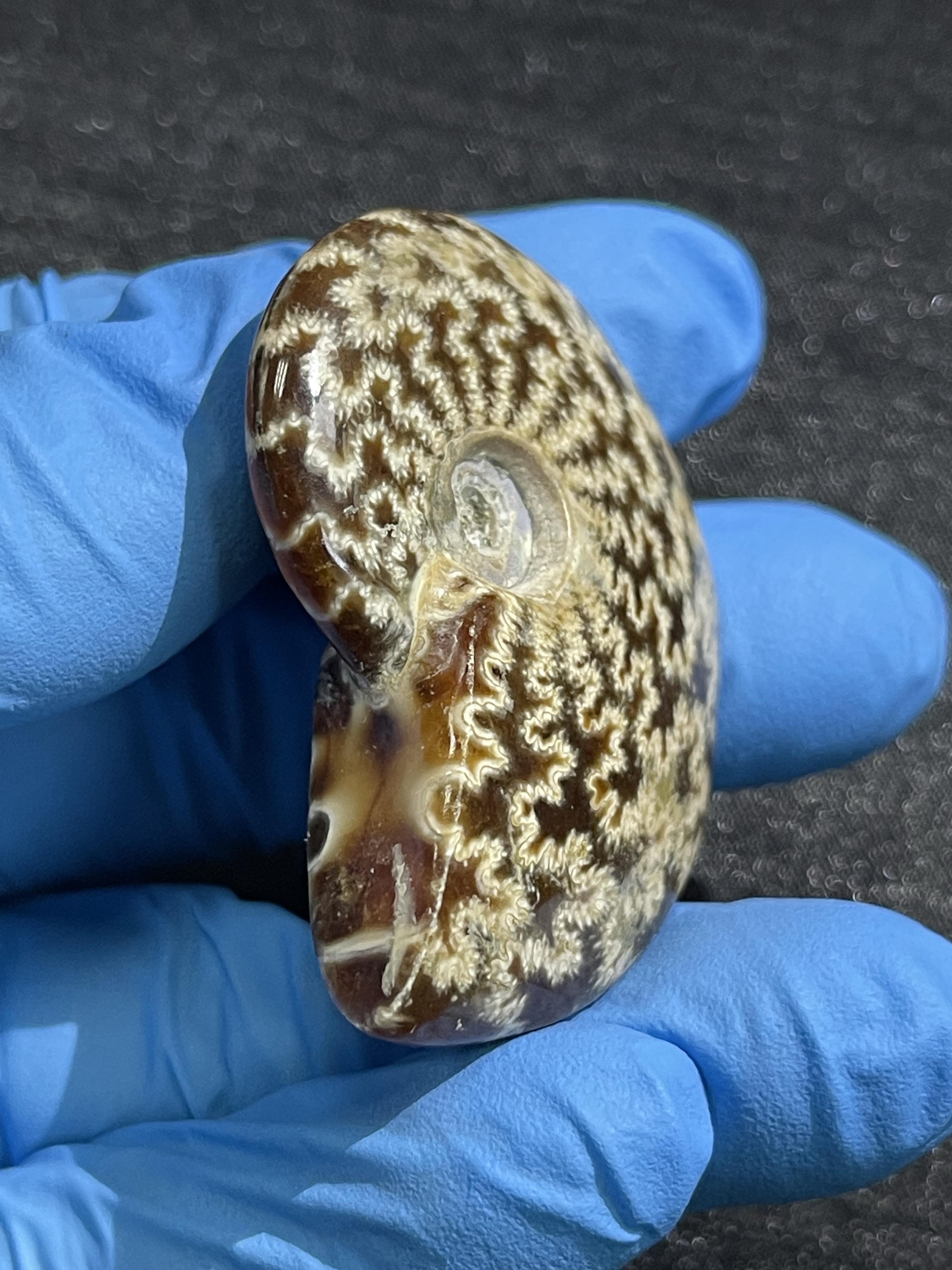 江泓 的想法: 菊石化石中的纹路 | <a class="hash_tag" href="