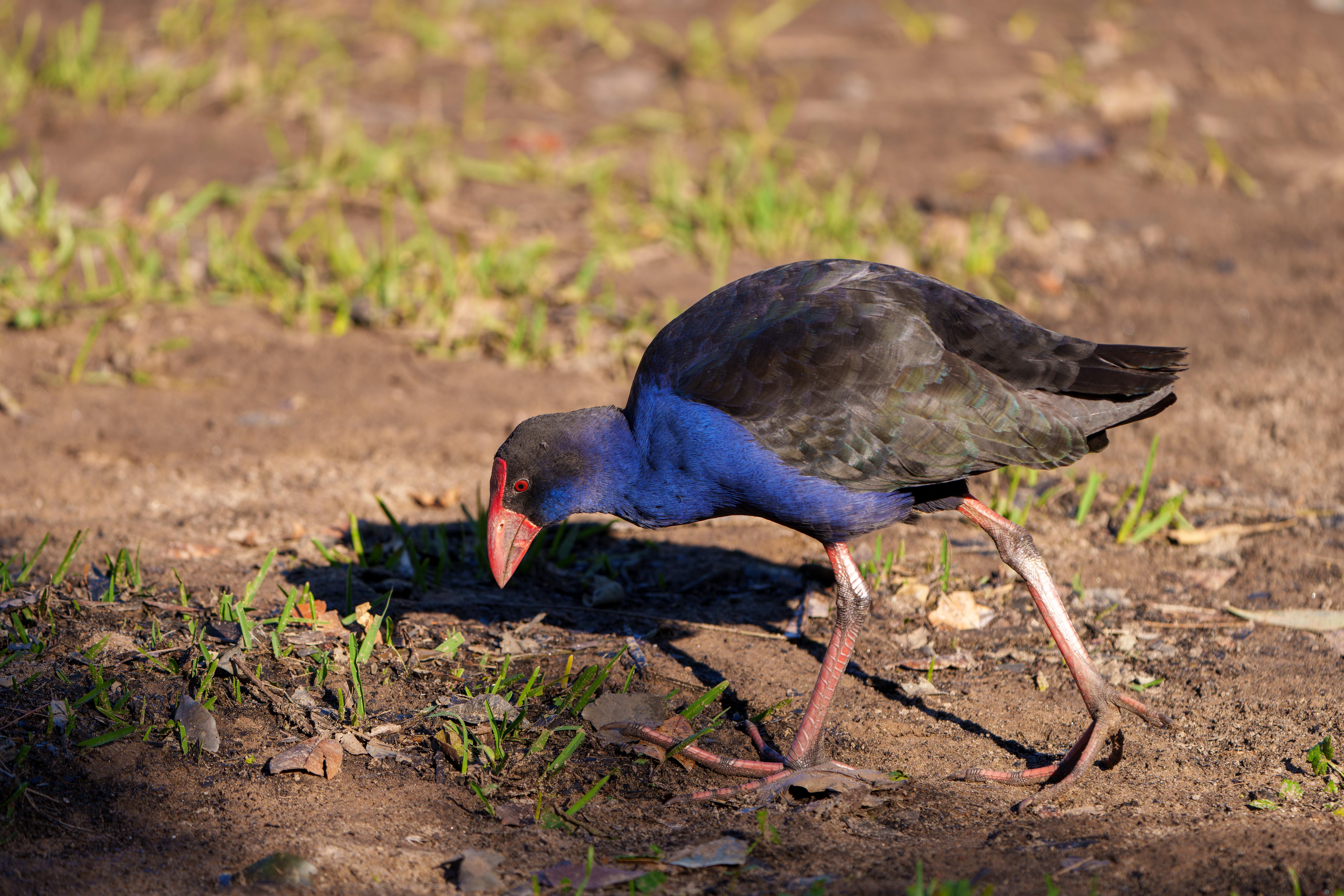 雨花 的想法: purple swamphen紫水鸡<a class="hash