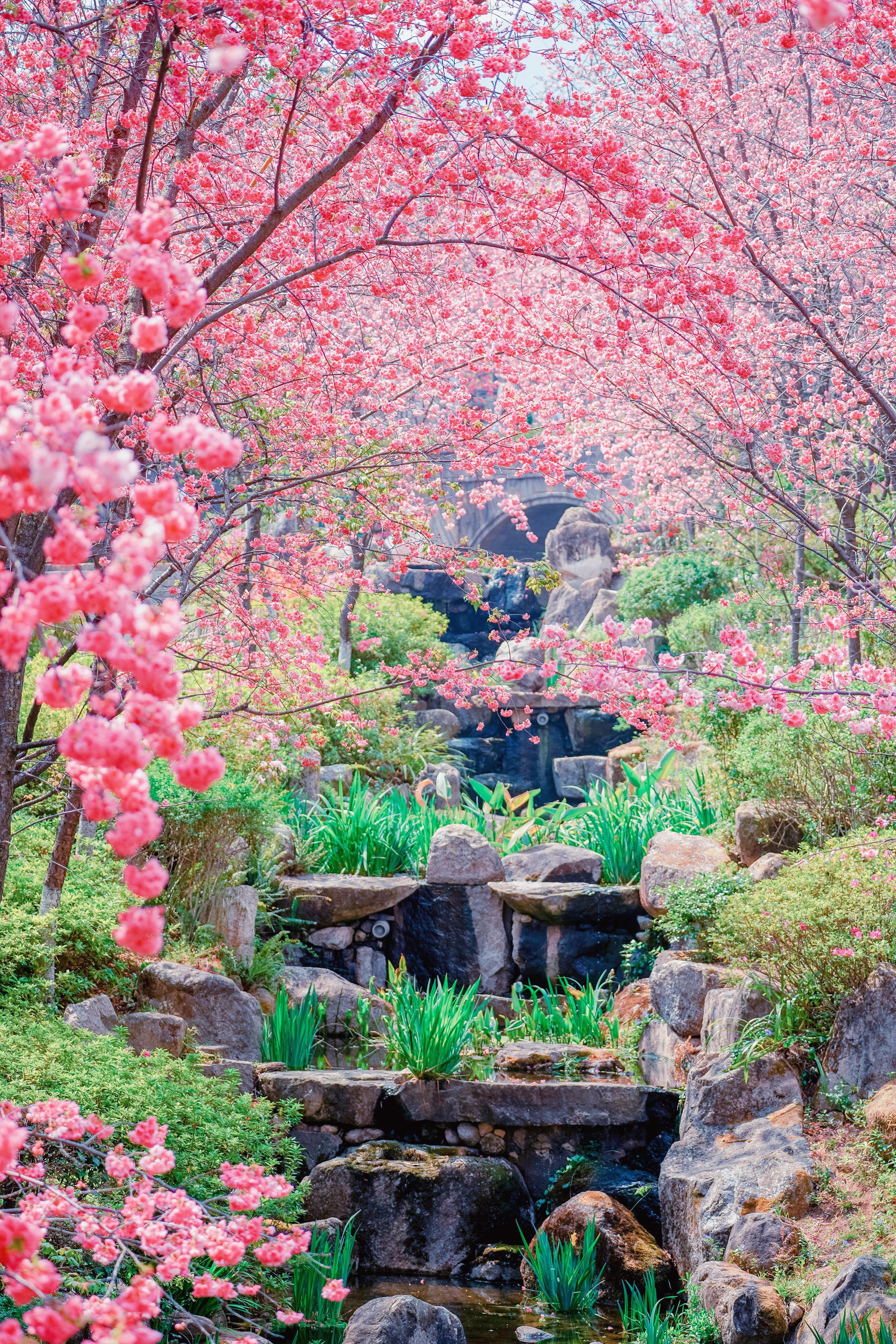 大理的春天是遍地浪漫, 冬樱刚过,又迎来春樱季, 大理的街角樱花满