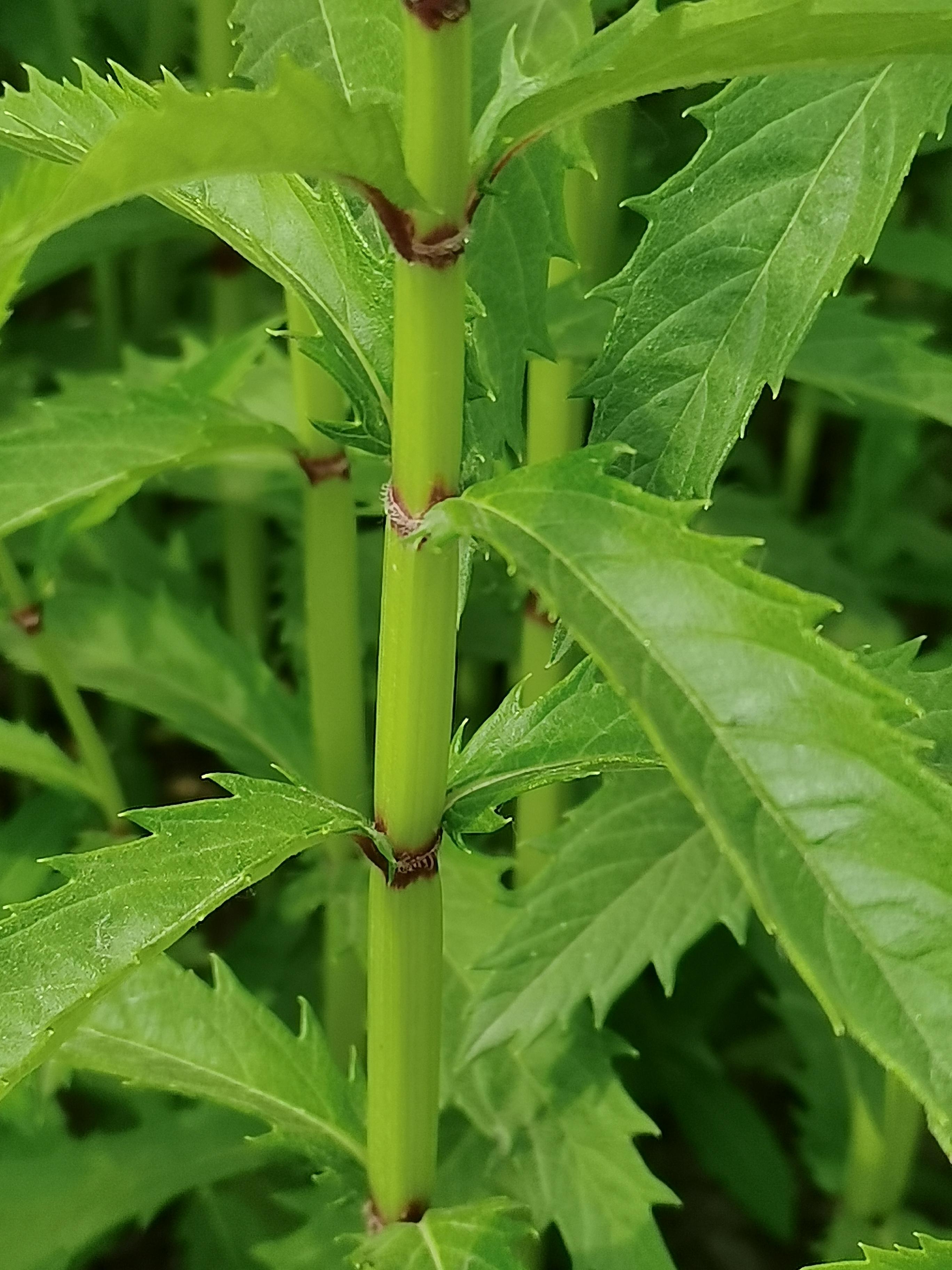 当断则断 的想法: 泽兰