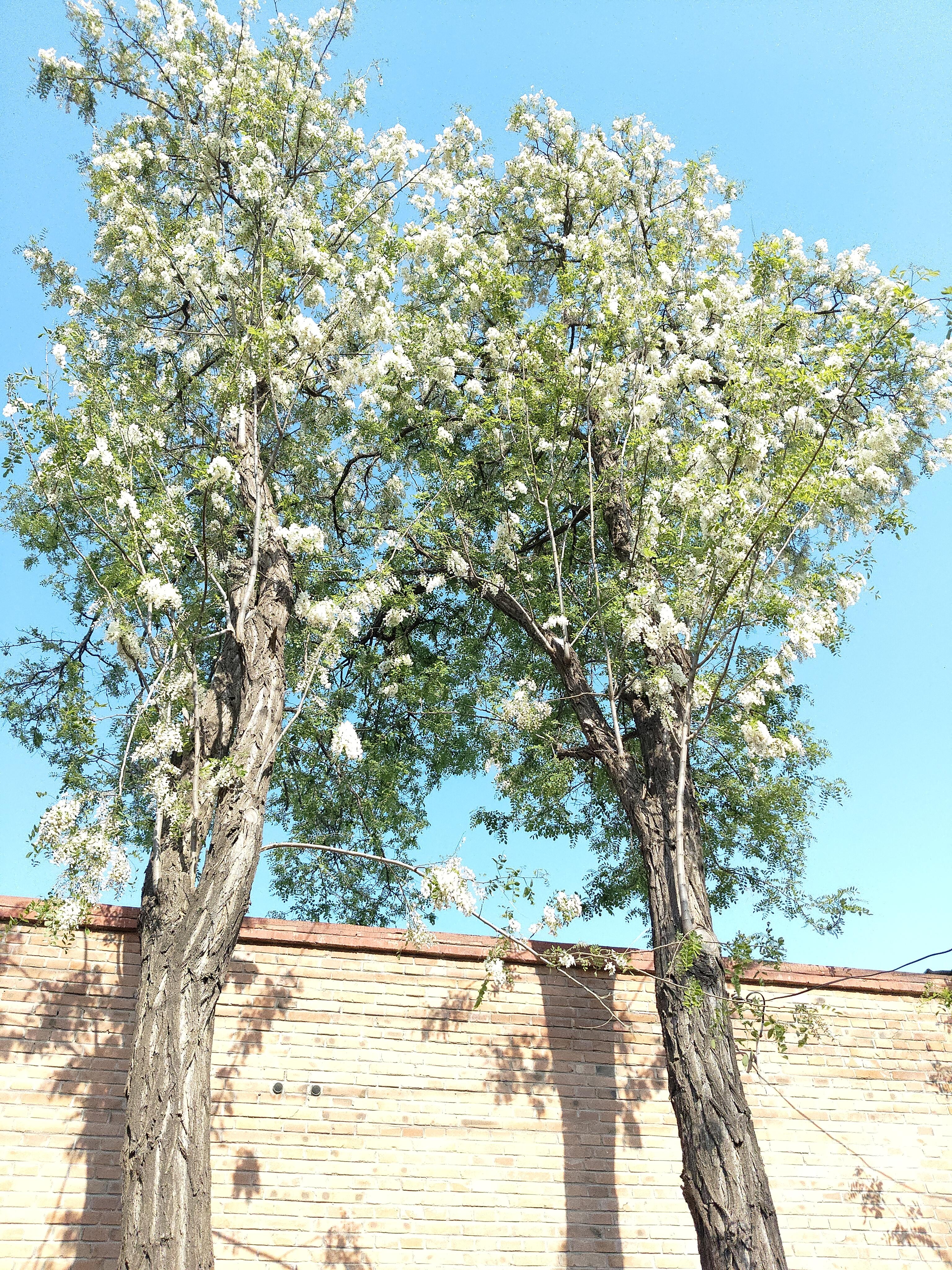 知乎用户wlfbfx 的想法: 槐花树 | <a class="hash_tag" href="