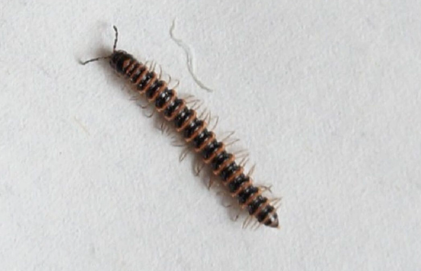 圆南家家 的想法: 长得像蜈蚣的虫子怎么消灭