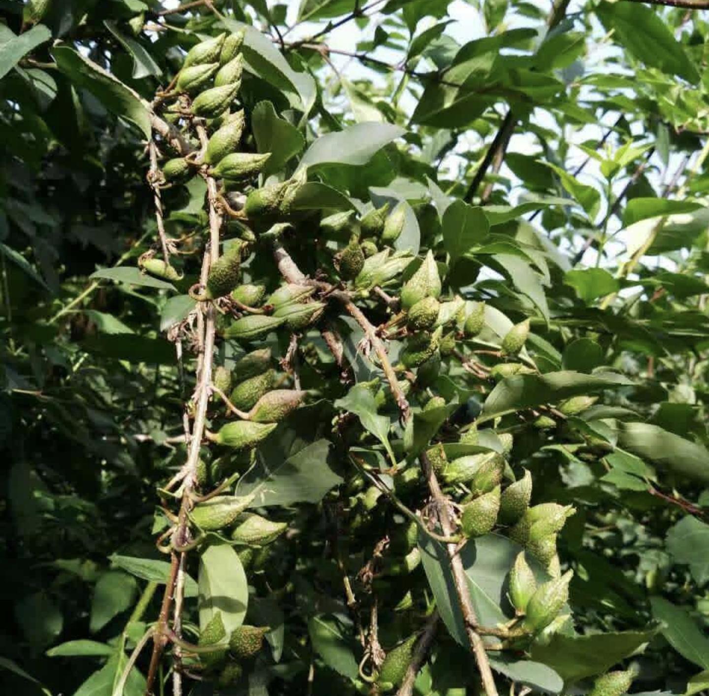 决明子盛某 的想法: 每日一药 连翘