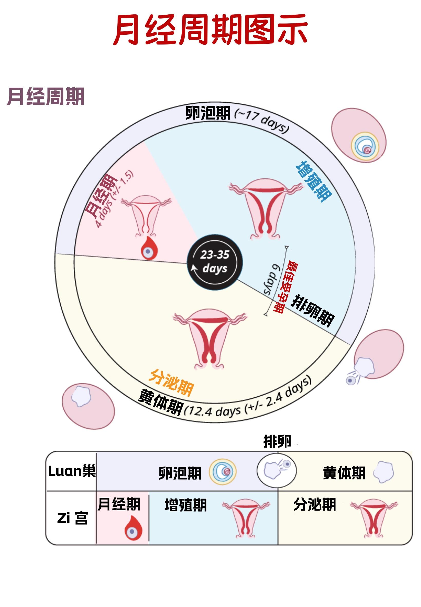 认真学医的小锅锅 的想法: 科普96 月经周期概述图