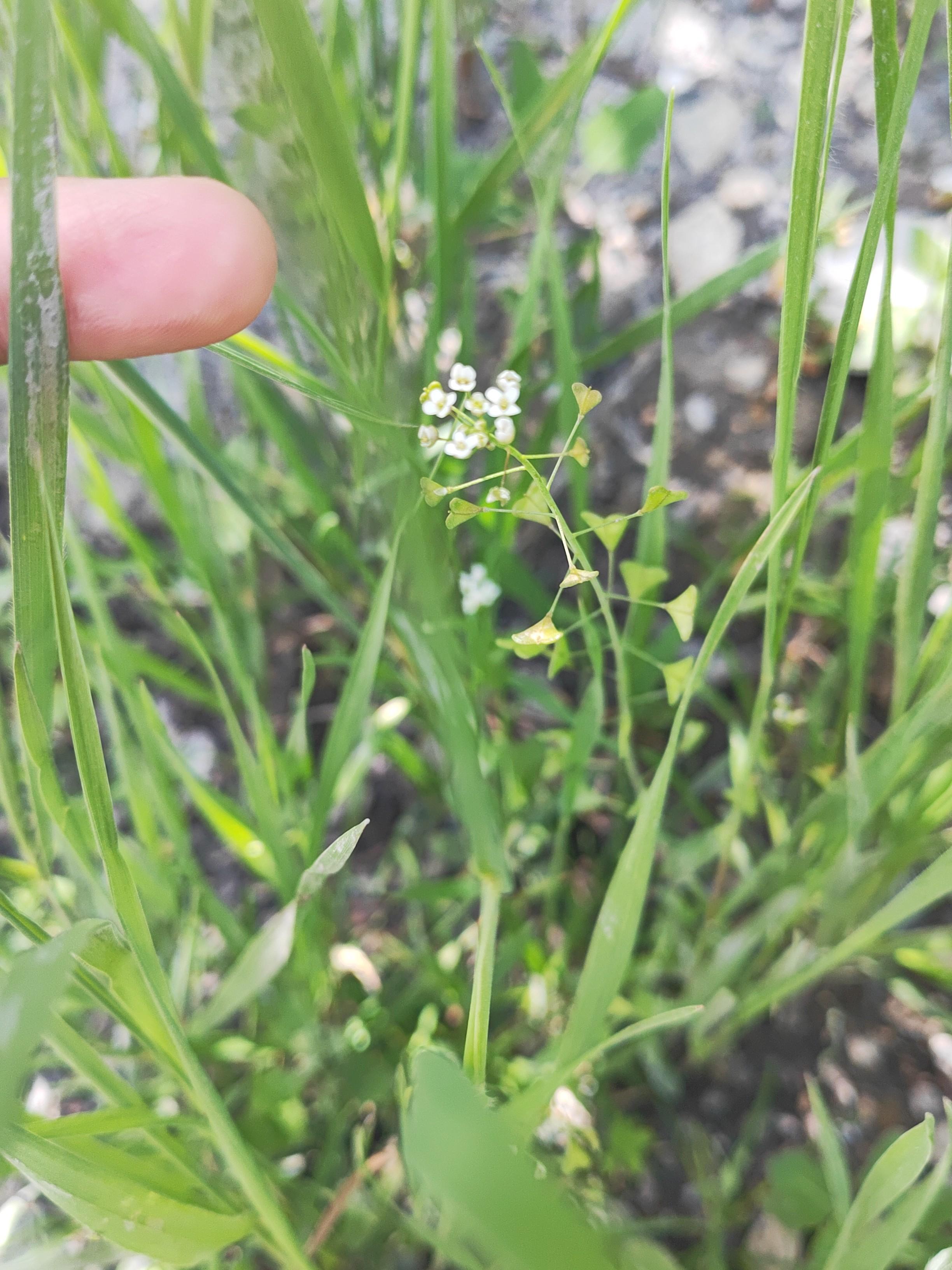 臭独行菜的功效图片