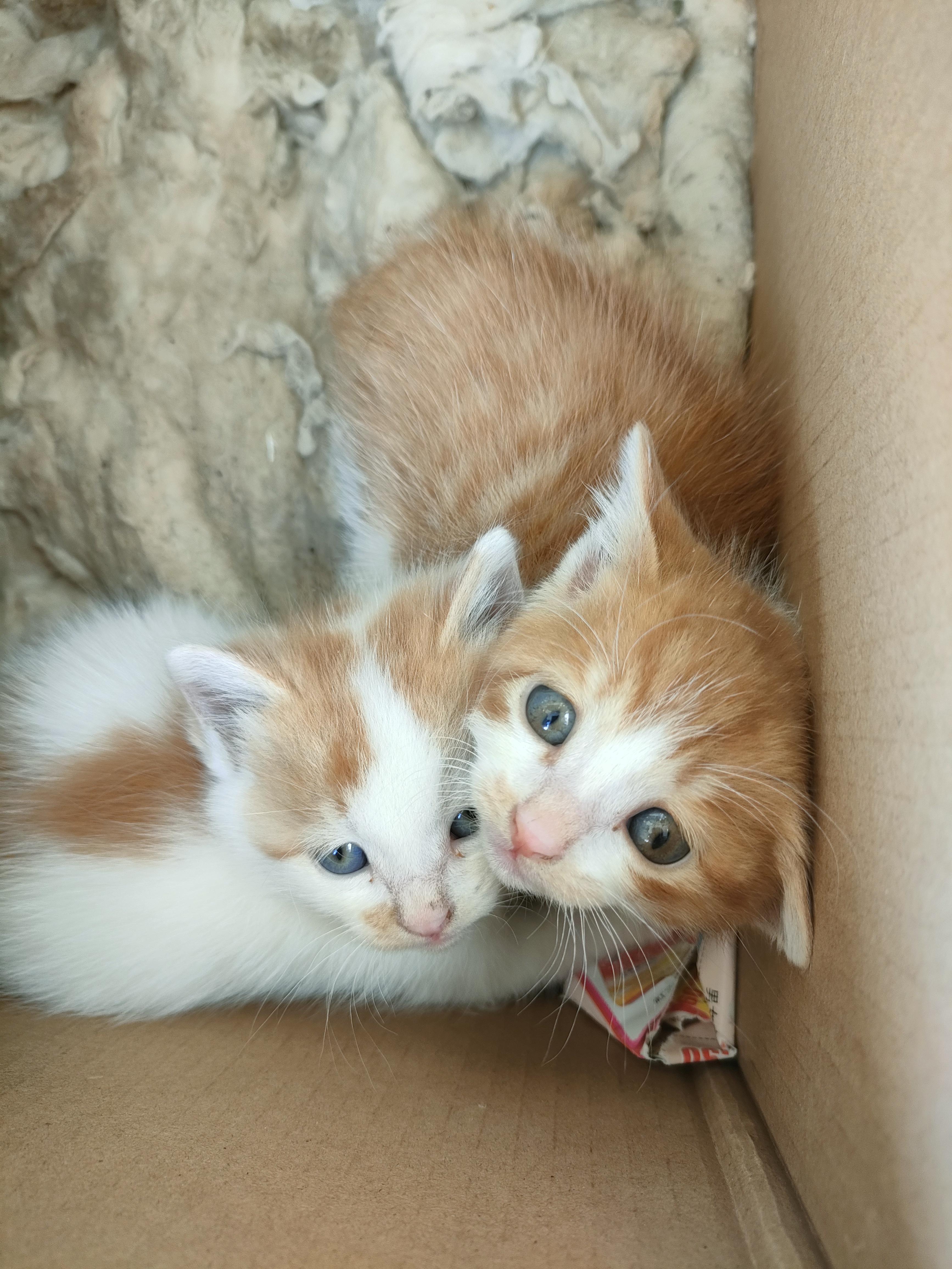 云淡风轻 的想法: 家里来了两只小猫崽 |  a class="hash_tag" href="