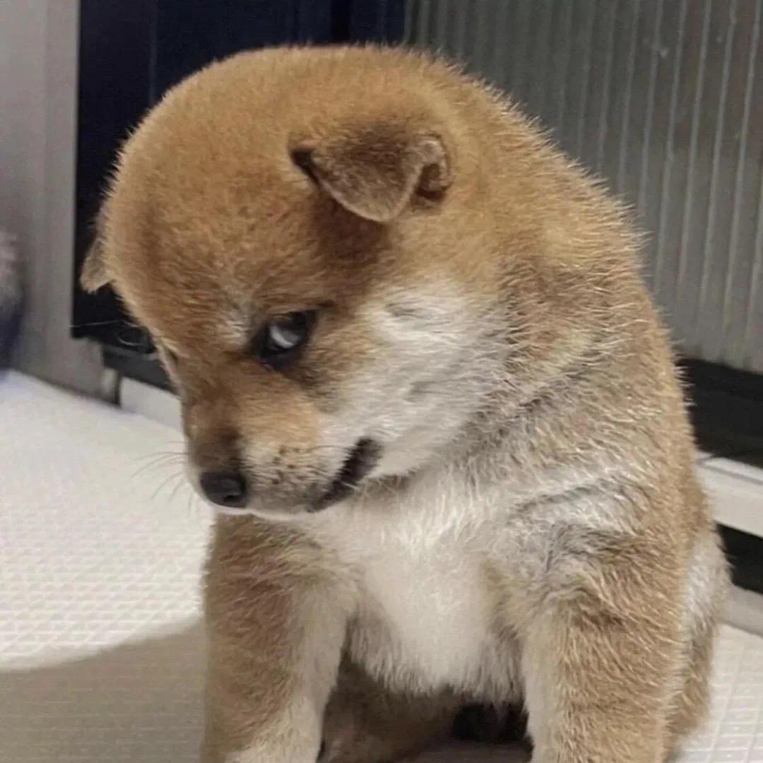 陈告退 的想法: 6张有个性萌宠表情包