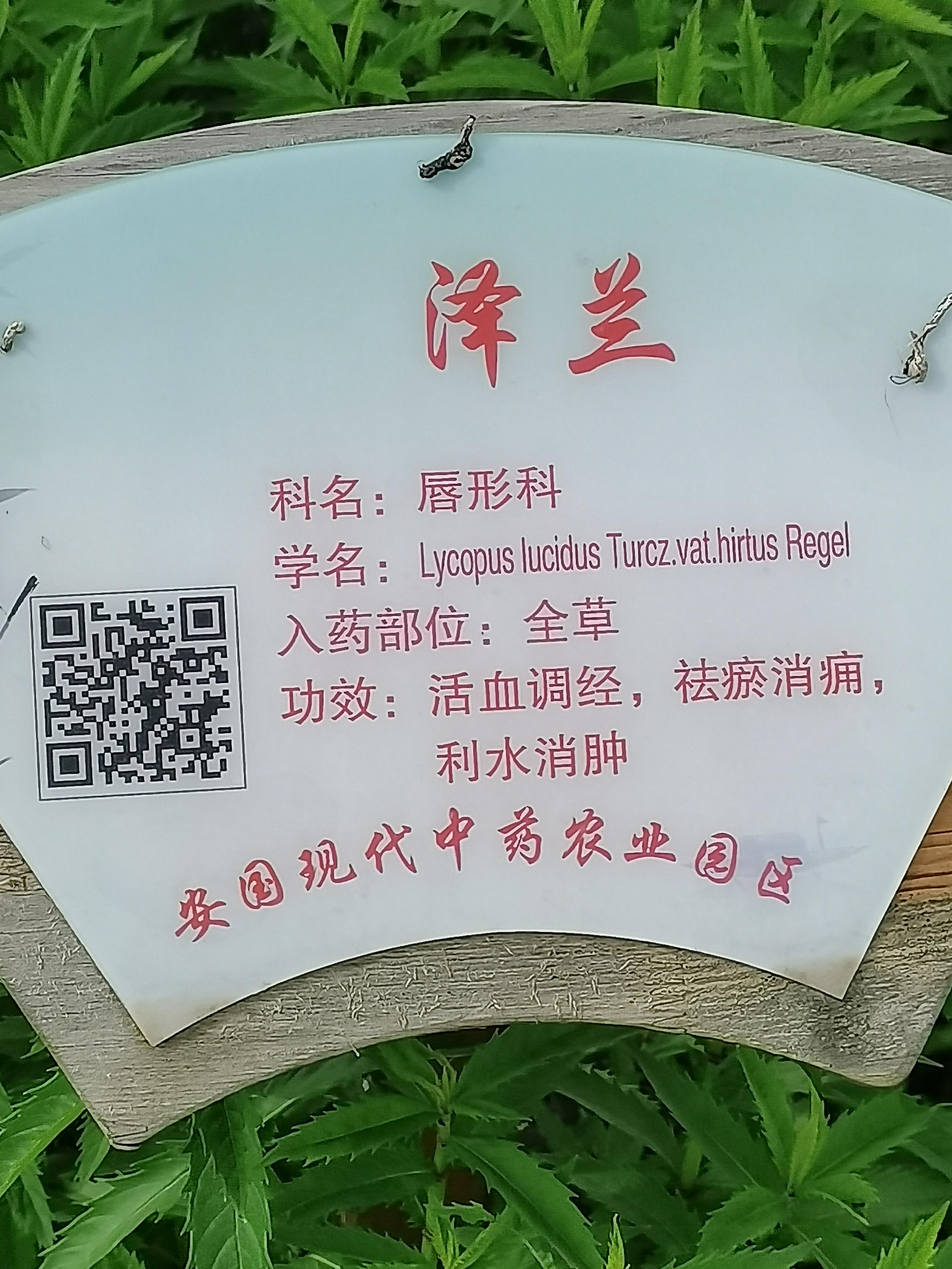 当断则断 的想法: 泽兰