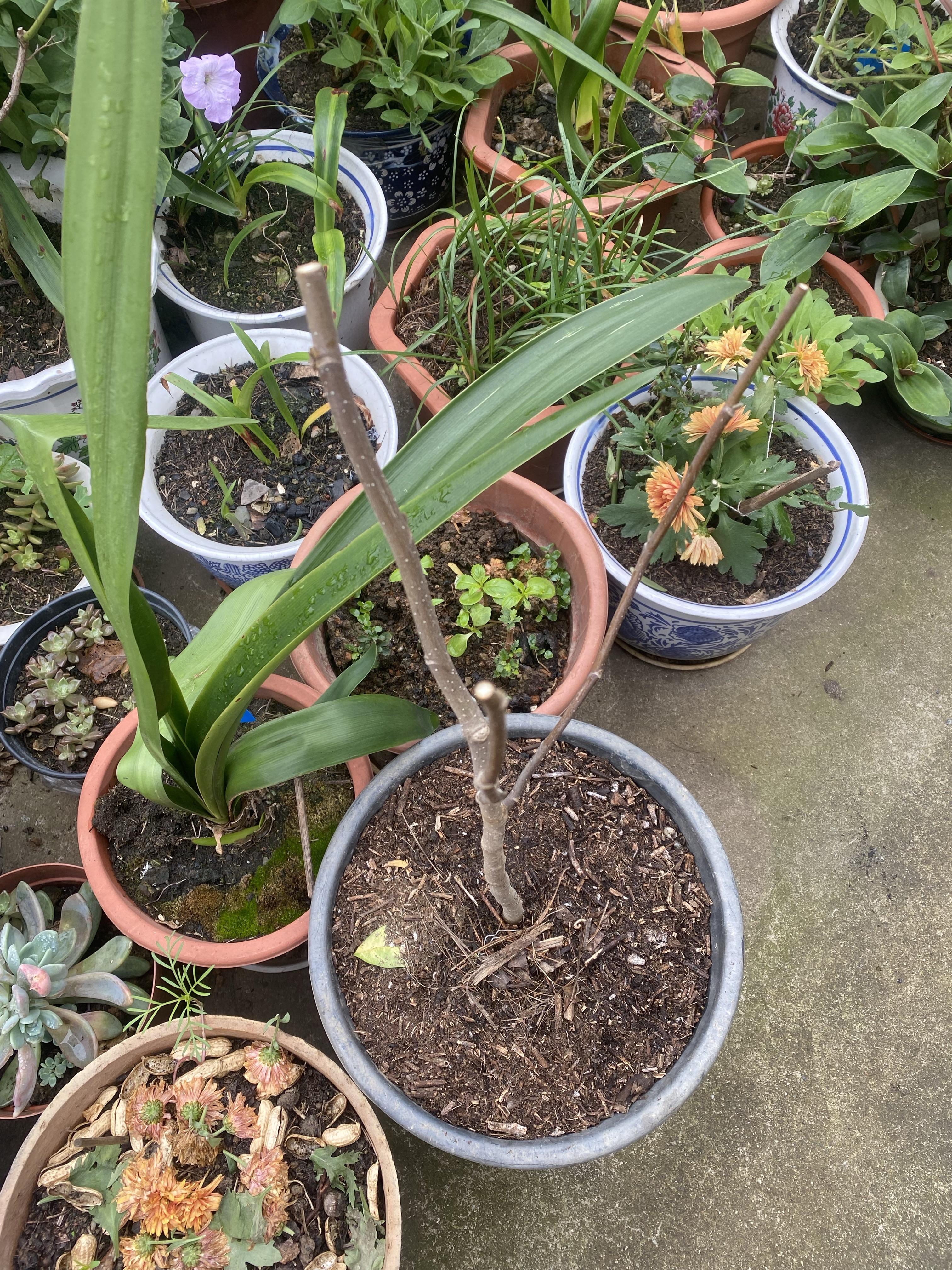 sky园子 的想法: 大玉兰花,见花不见叶,花香浓烈,盆栽能否 | 一种花色