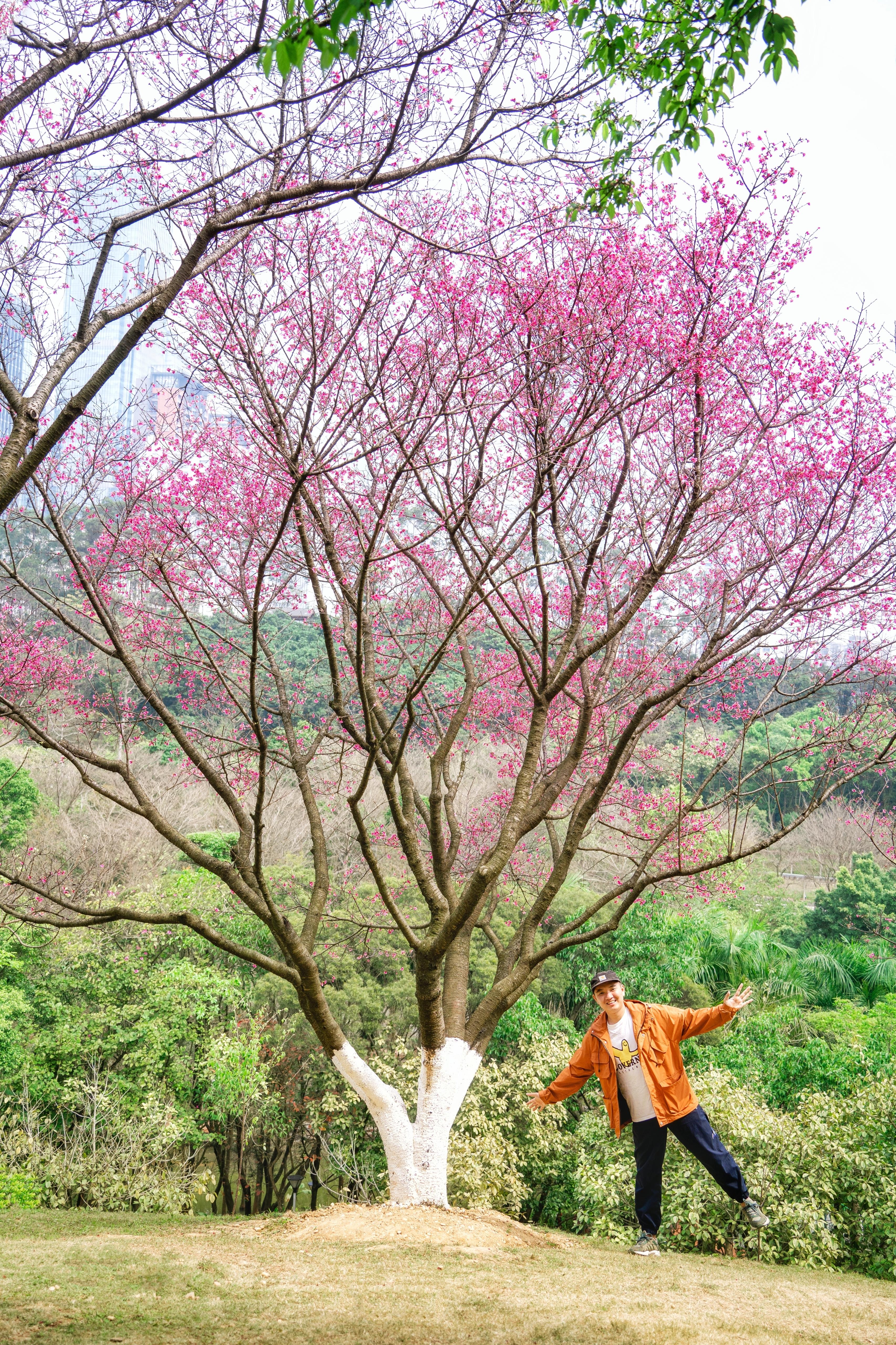 南宁石门森林公园樱花图片