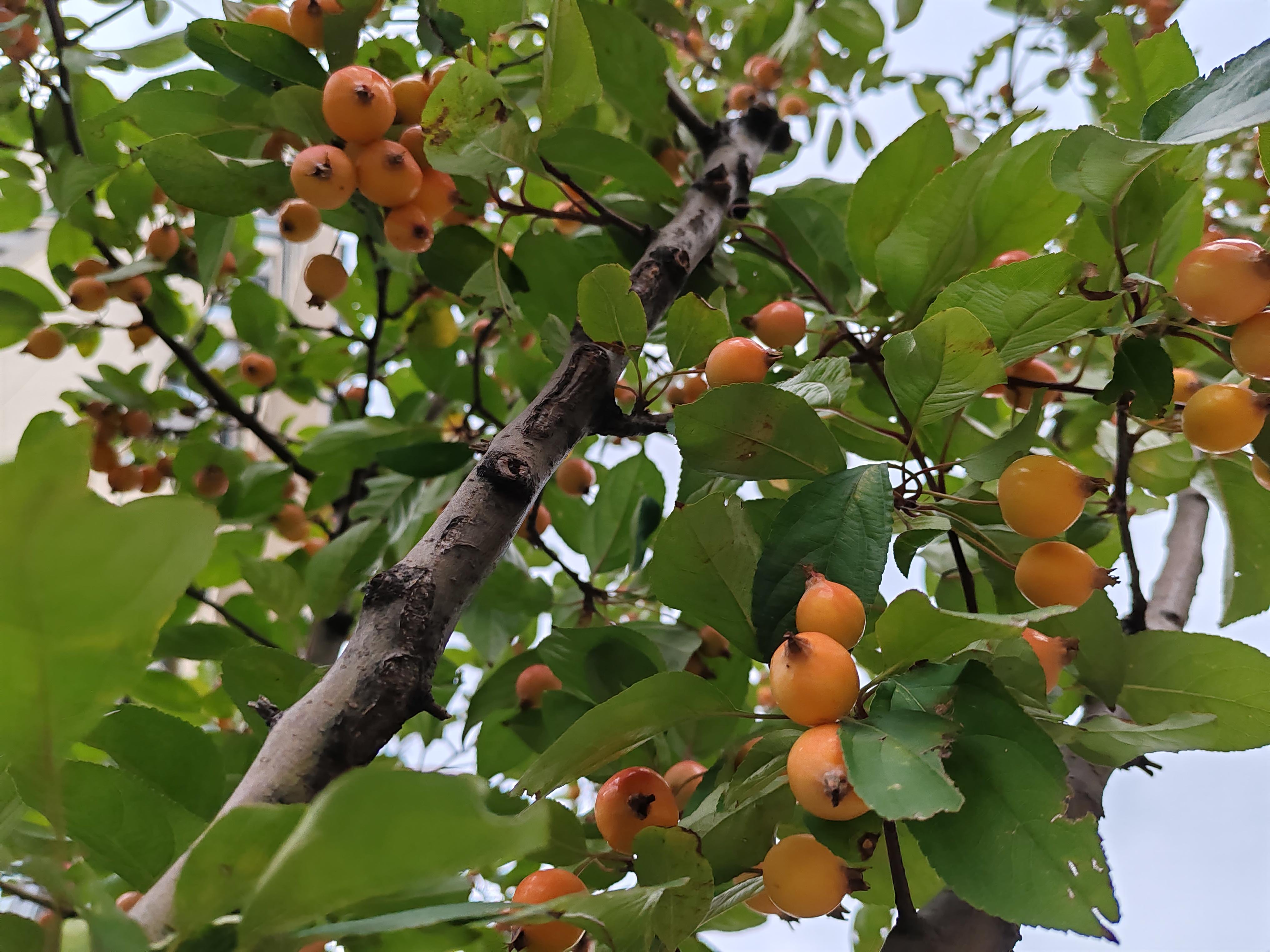 在小区拍到这个红果子不知叫什么在我们内蒙古有比这小一点的叫山丁子