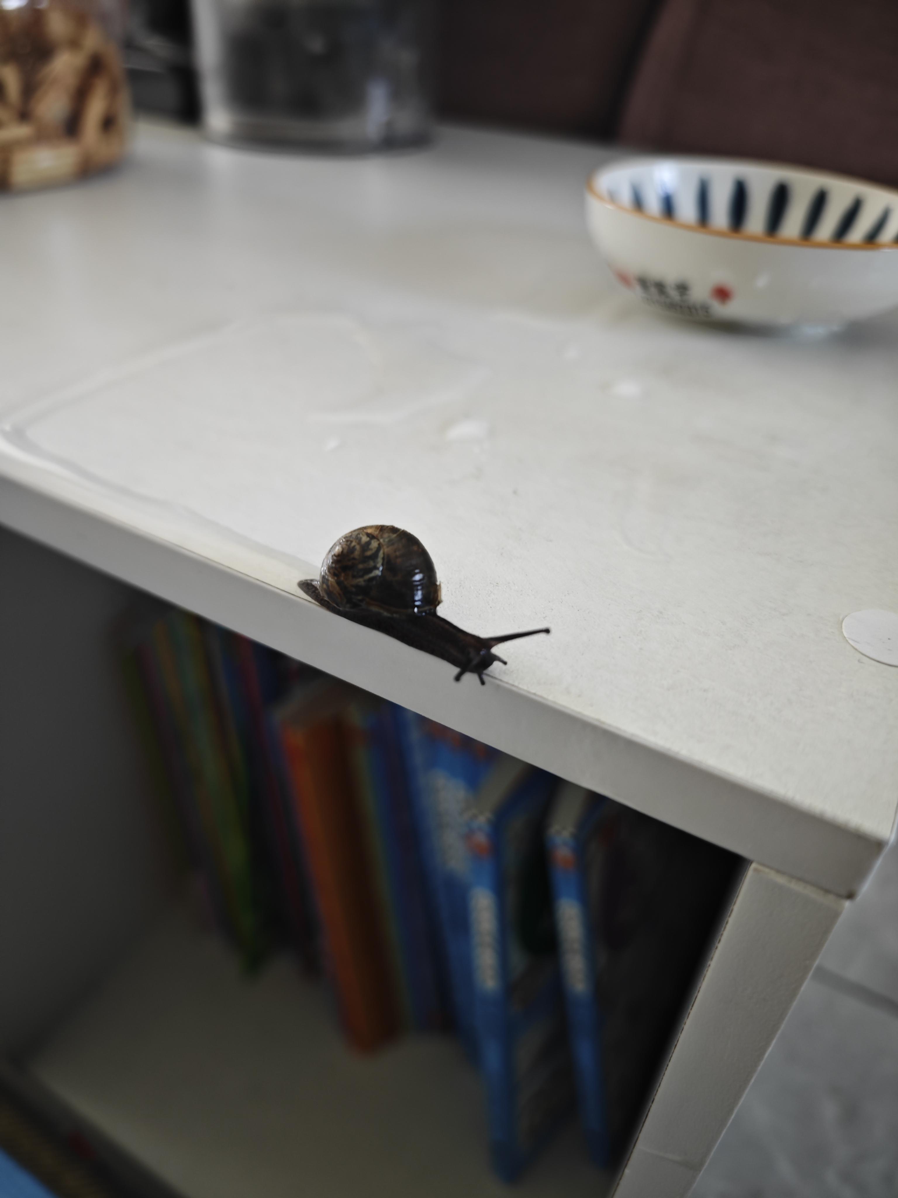 家中做客的小蜗牛今天爸爸带宝宝楼下玩不到半小时的时间就回来了到家