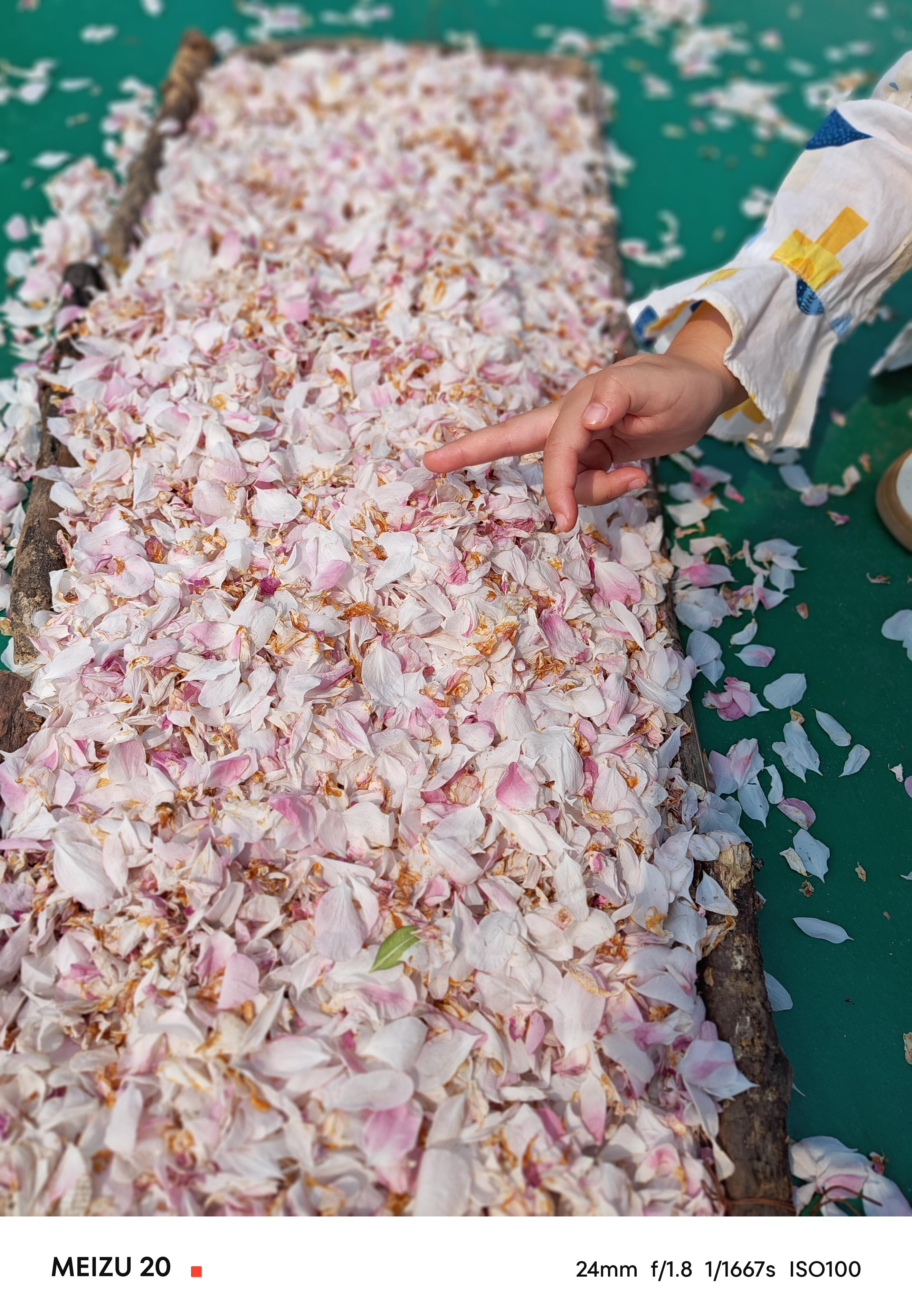 刚的柔 的想法: 一片春心付海棠94 | 意外来到,燕京理工学院海棠