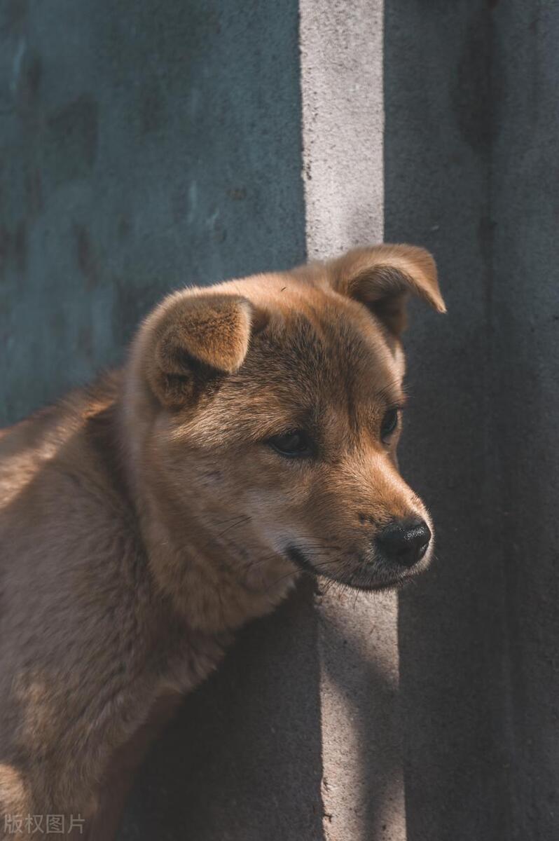 小土狗图片 手机壁纸图片