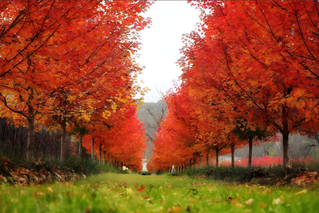 皖来秋 的想法: 枫林晚秋 | 黄花金兽眼,红叶火龙鳞.