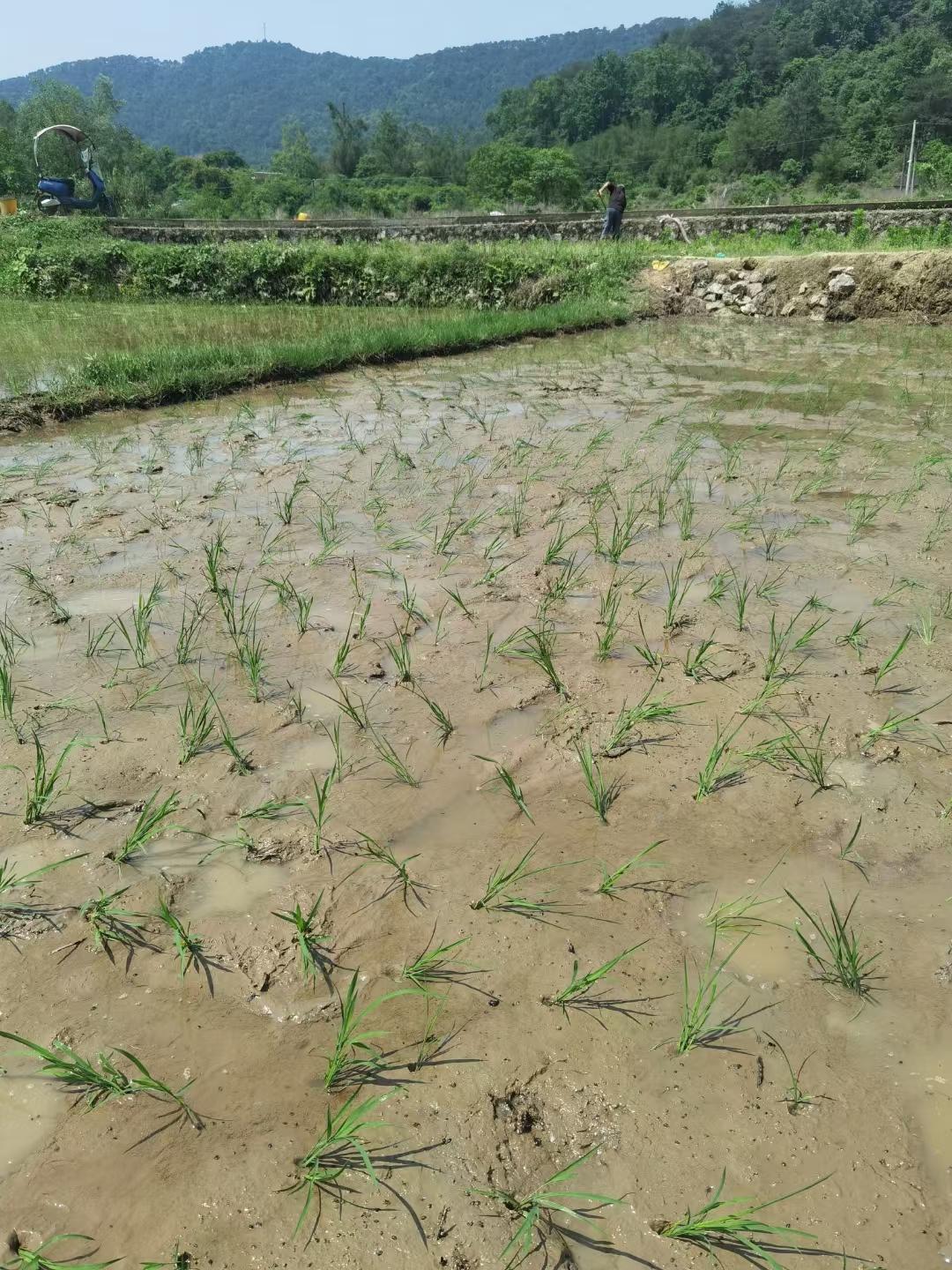 大雨淋天 的想法: 我现在的抛秧技术强得可怕,30分钟插一亩