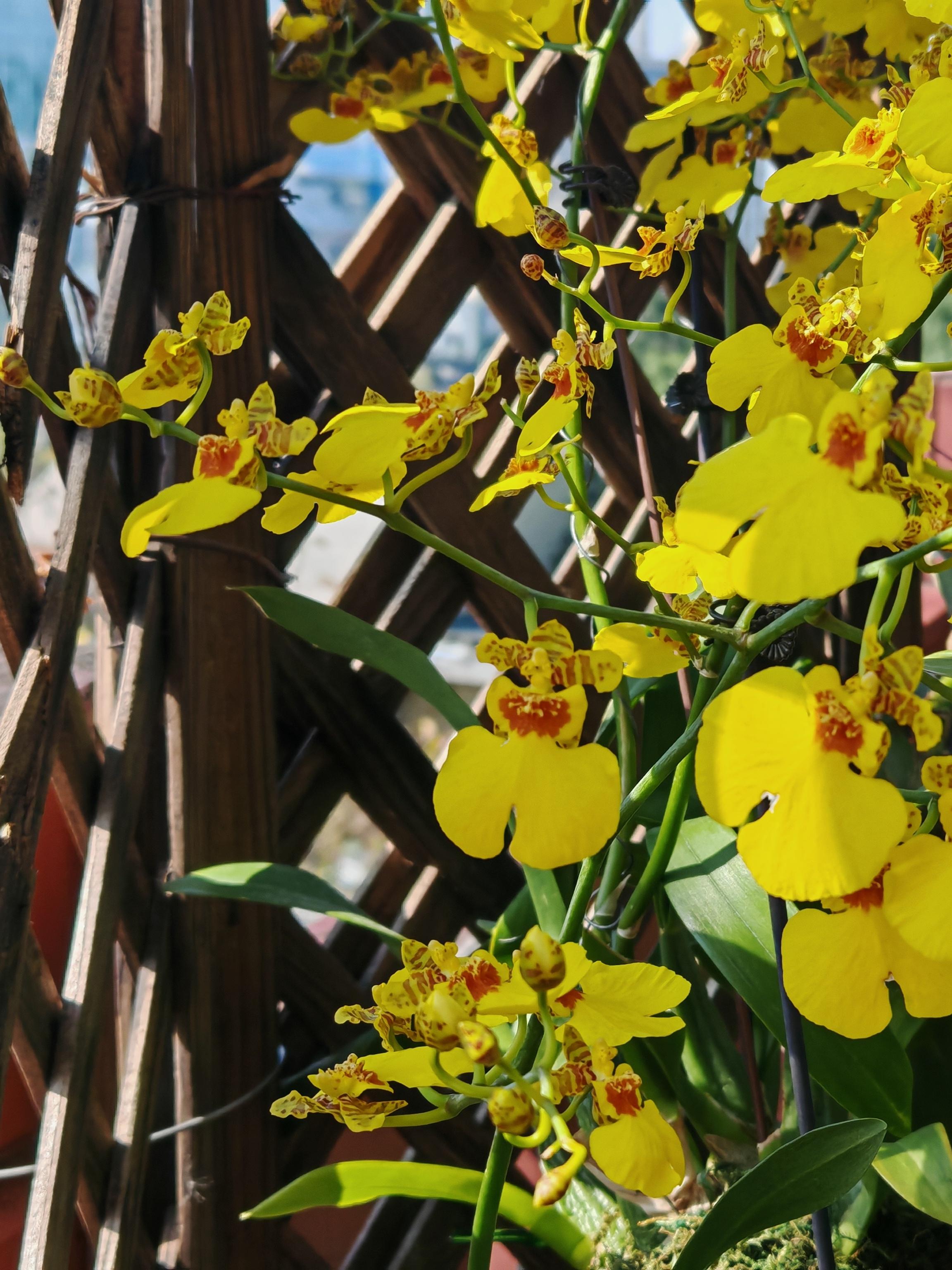 玛丽花艺生活馆 的想法: 明媚亮眼的跳舞兰