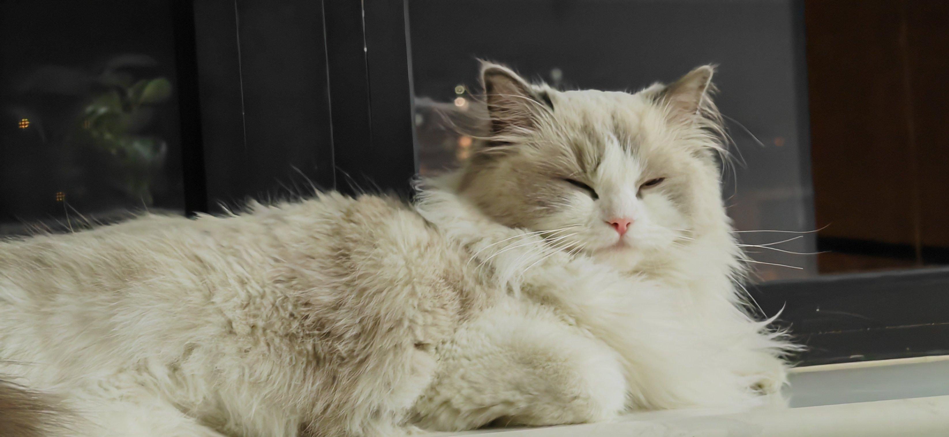 携我家萌宠一起过大年了,过年小猫比我还兴奋,在家里上窜下跳,东奔