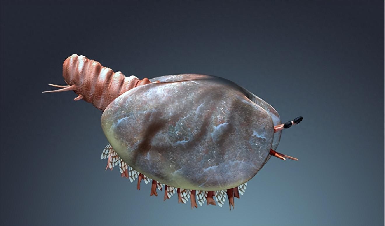 安简默 的想法: 加拿大盾虫,一种生存于寒武纪的一种节肢动物. - 知乎