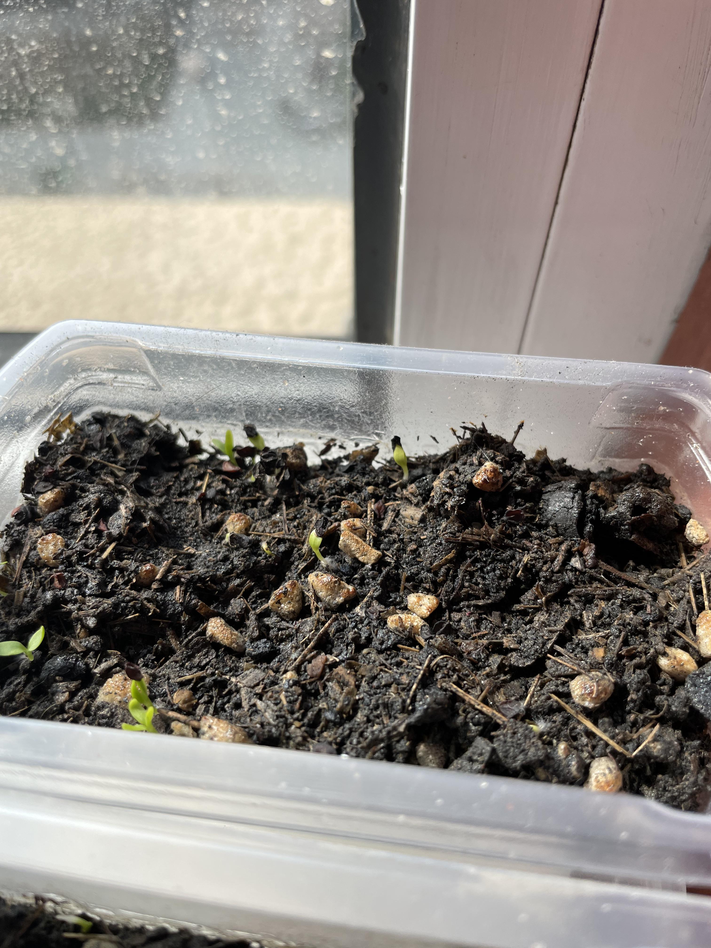 可能因为我平时就喜欢花草,所以大数据精准的给我推送花草及周边