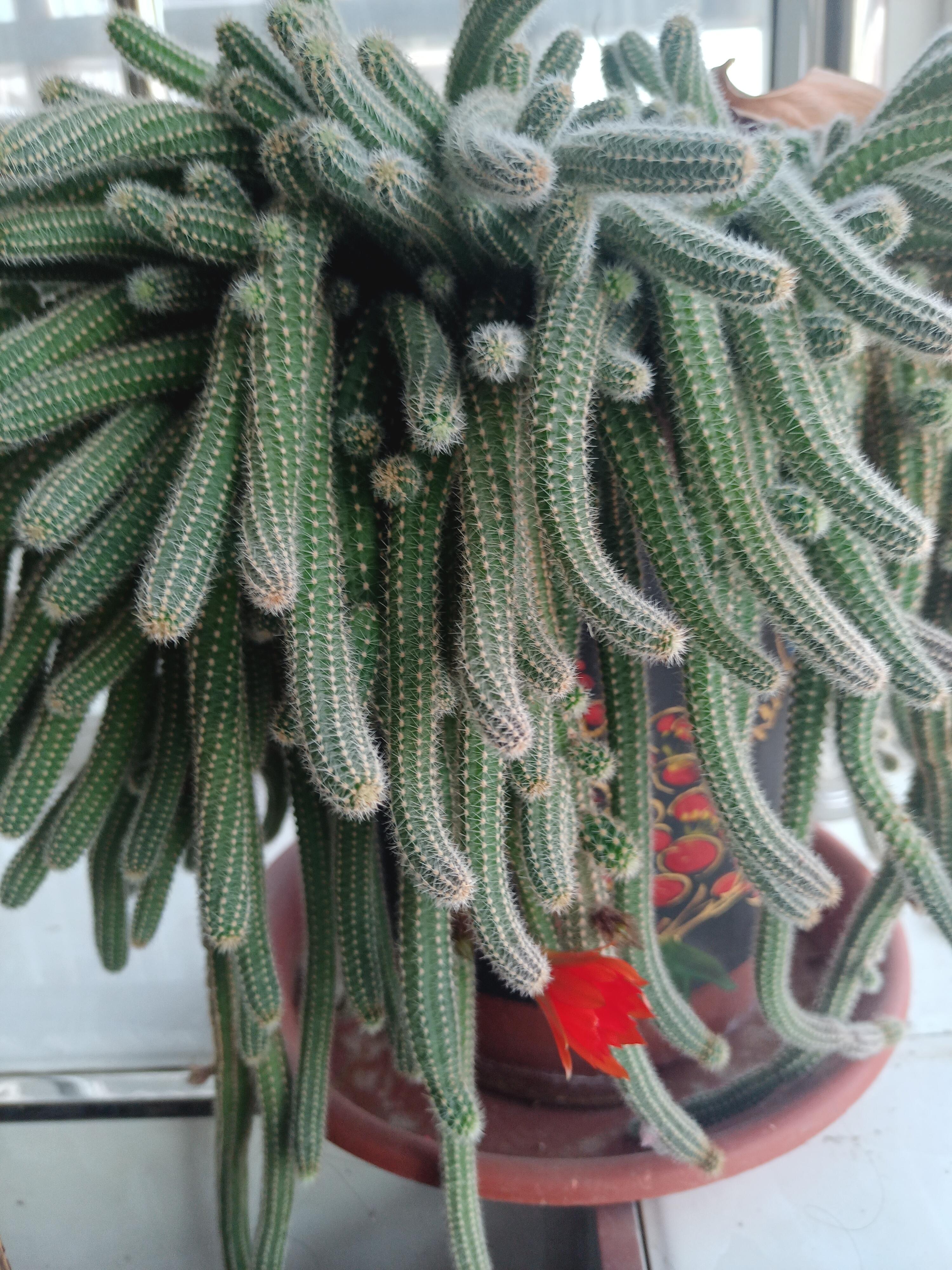 蓬中客 的想法: 白檀柱开花
