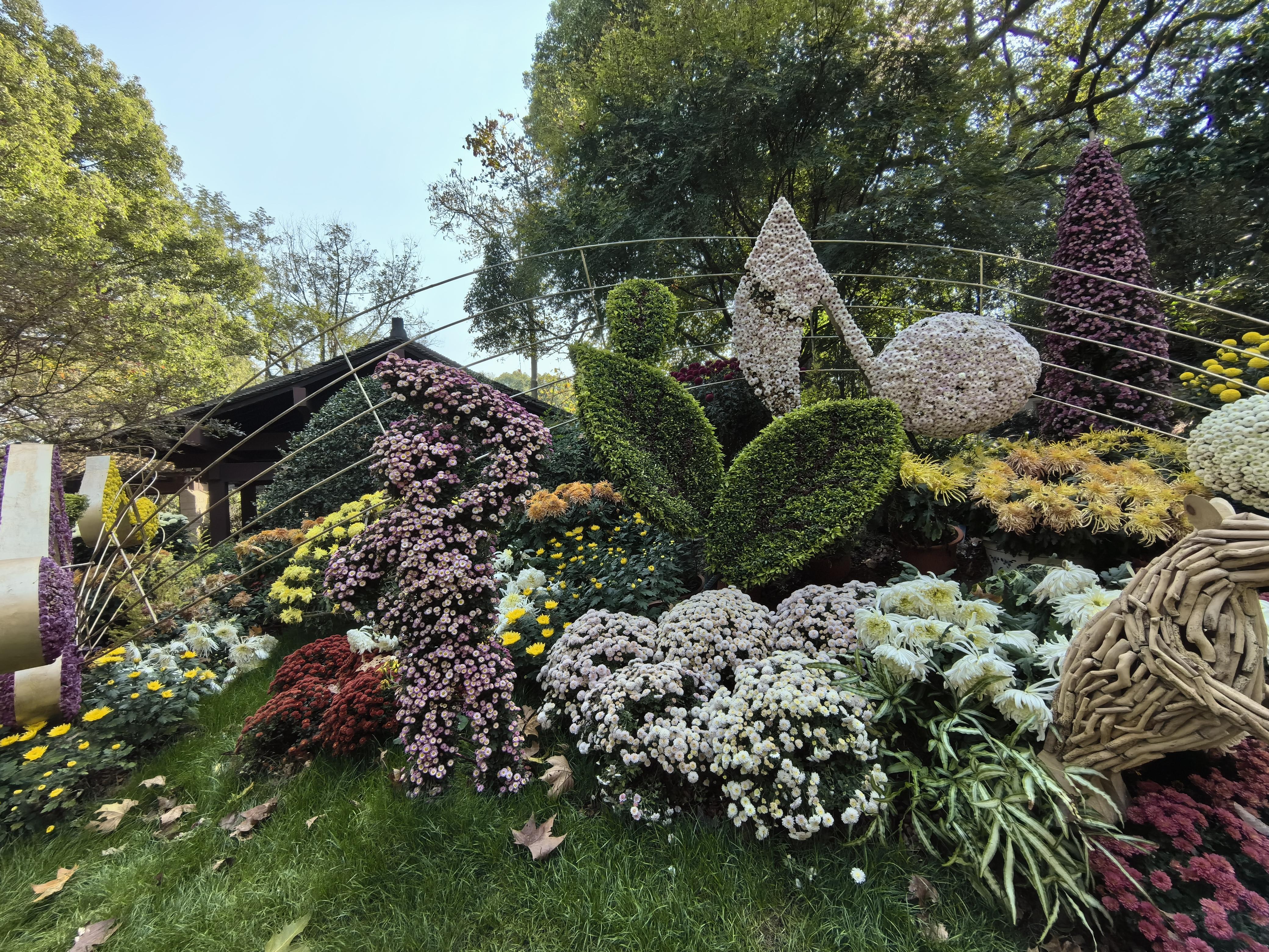 杭州2023年菊展进行时随着秋天见尾一年一度的杭州菊展正在如火如荼地