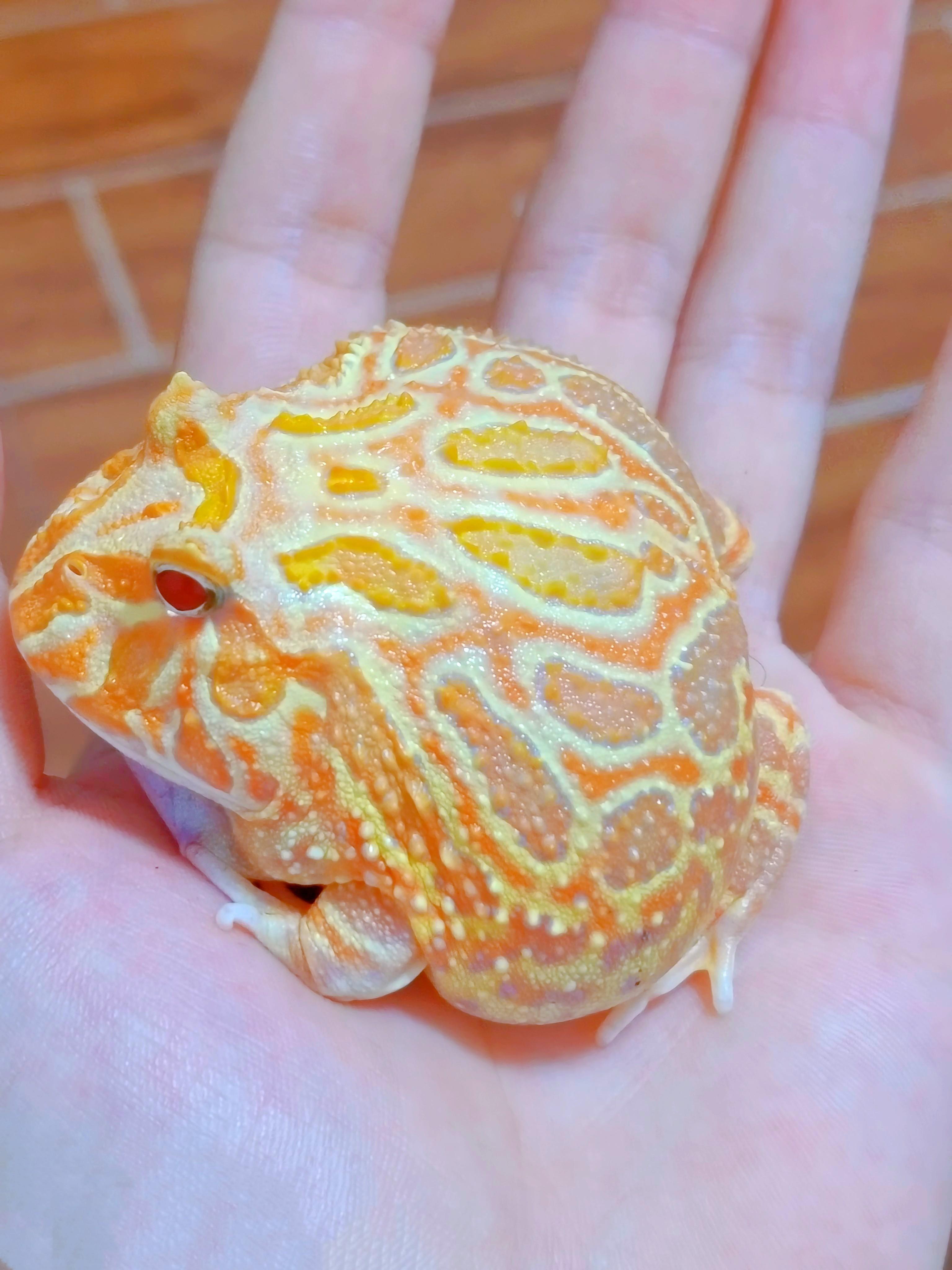 恒-星 的想法: 南美角蛙