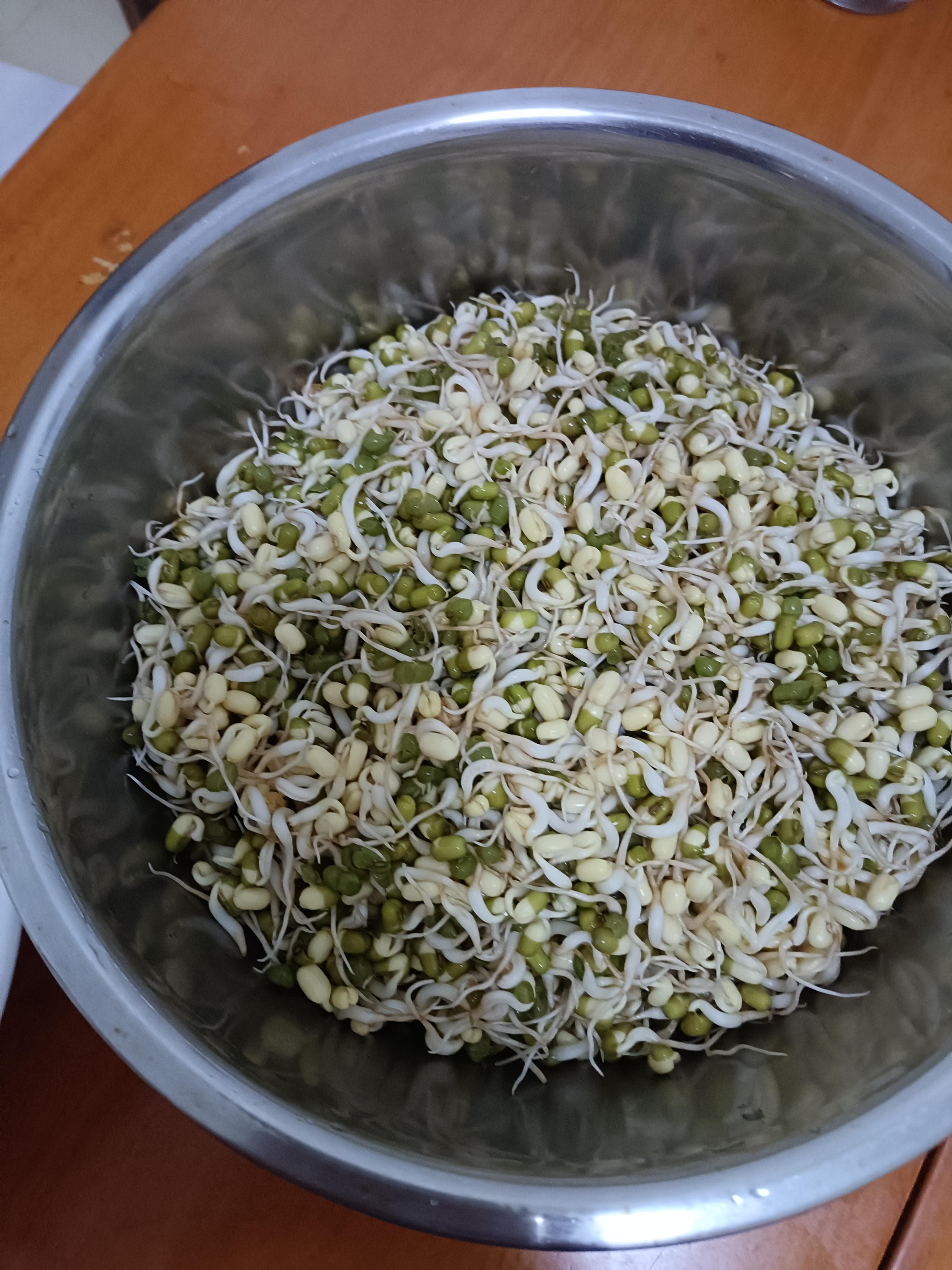 笨鸟先飞 的想法: 自己家里生绿豆芽