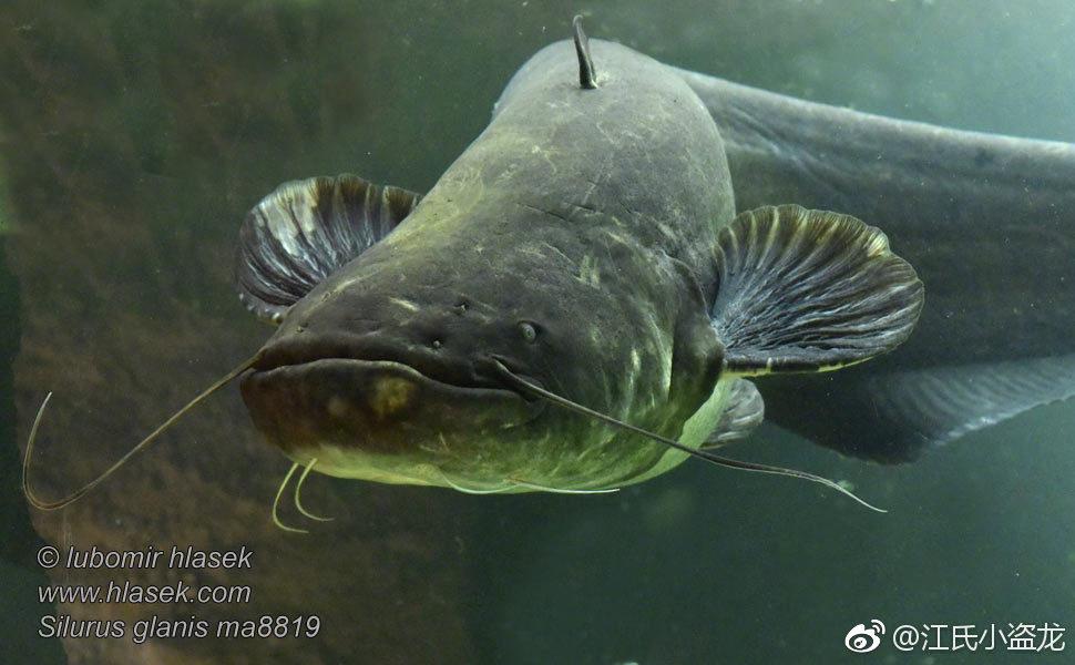江泓 的想法: 【河中巨怪】传说中的欧洲食人鲶鱼 br> 六须鲶鱼