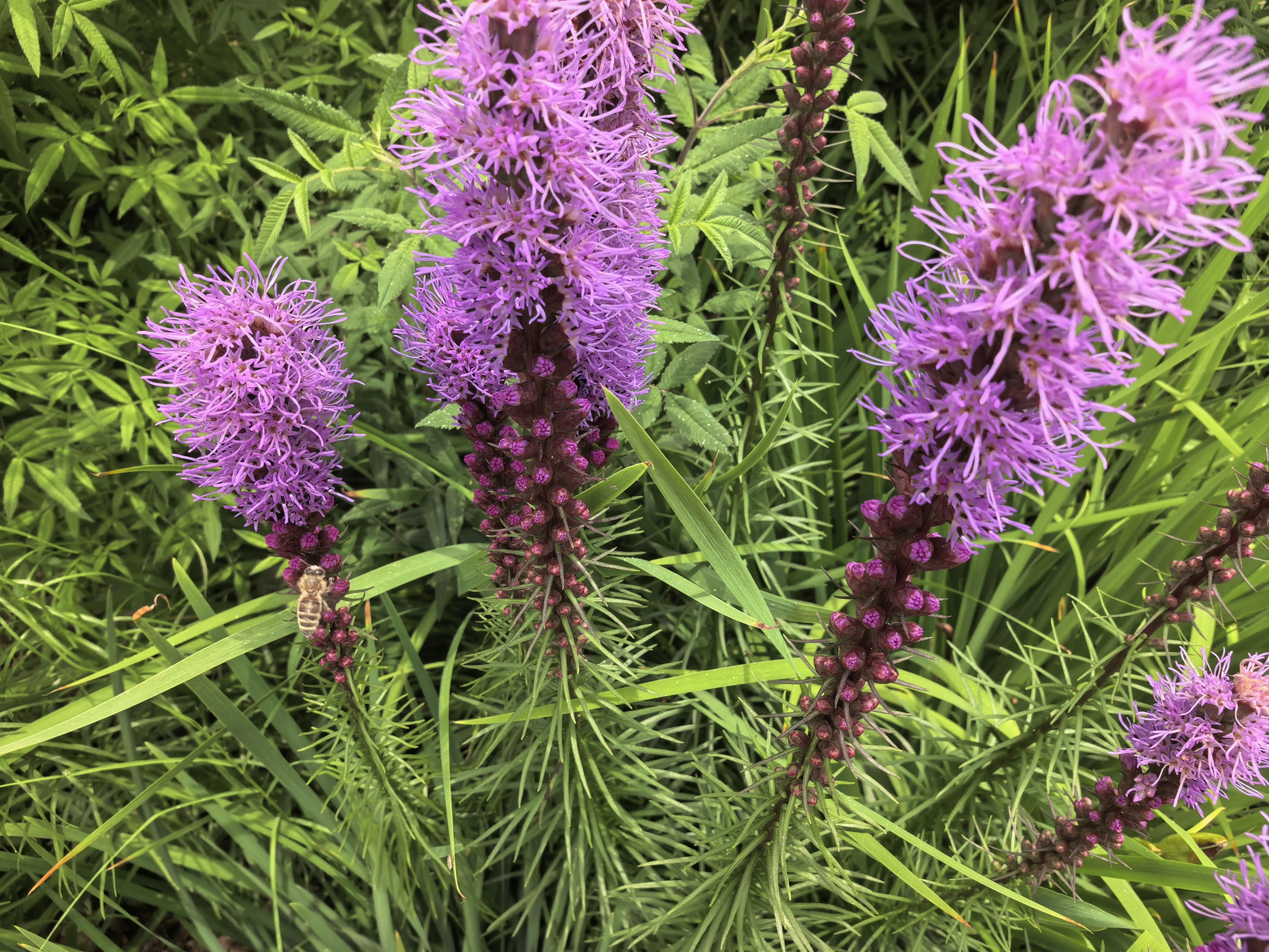 蛇鞭菊,又名猫尾花,麒麟菊,马尾花,科属是菊科蛇鞭菊属,多年生宿根