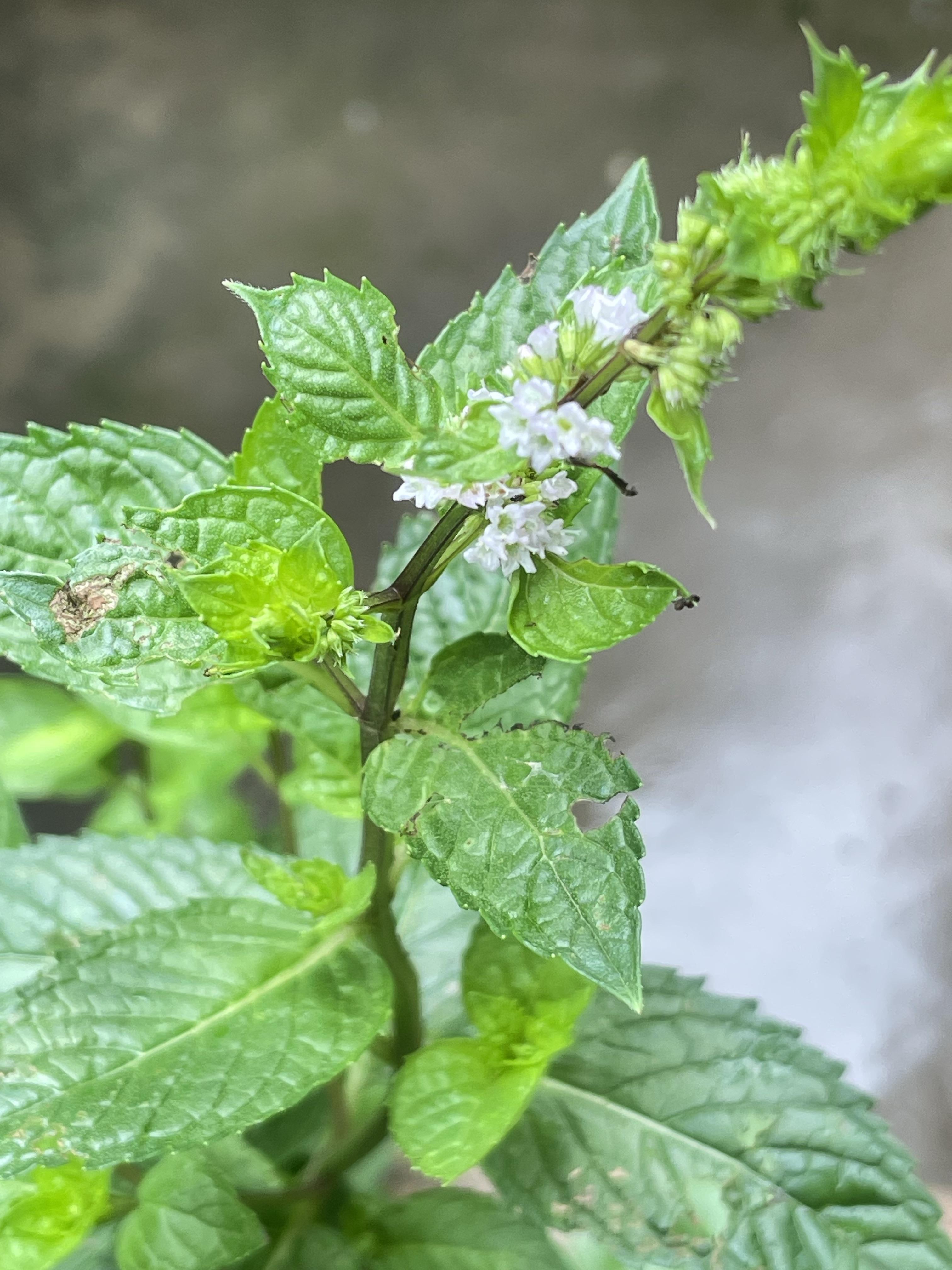 安安 的想法: 薄荷开花