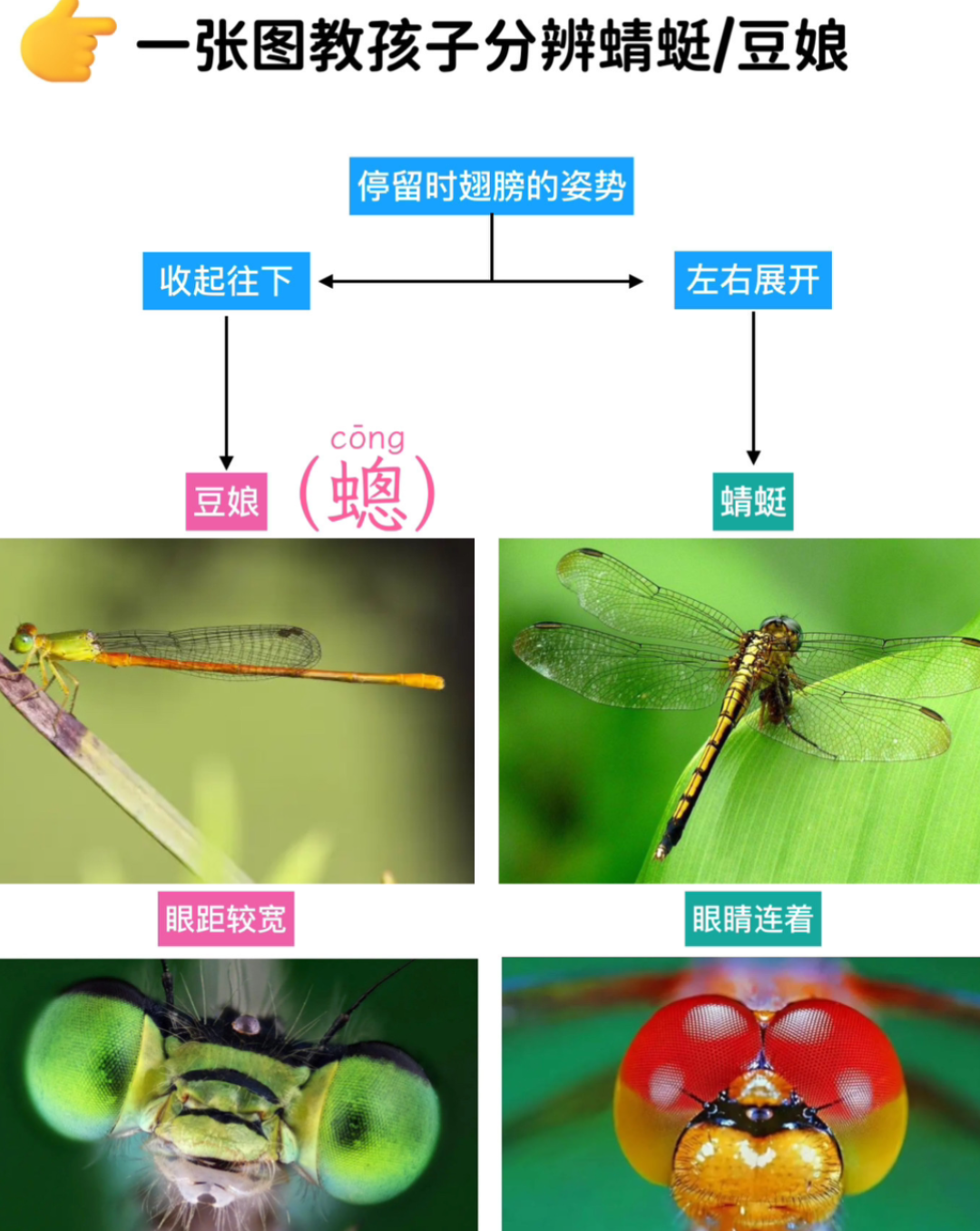 爆米花吃哈密瓜 的想法: 昆虫界的大美人:蟌(豆娘) | 豆娘属于昆虫纲